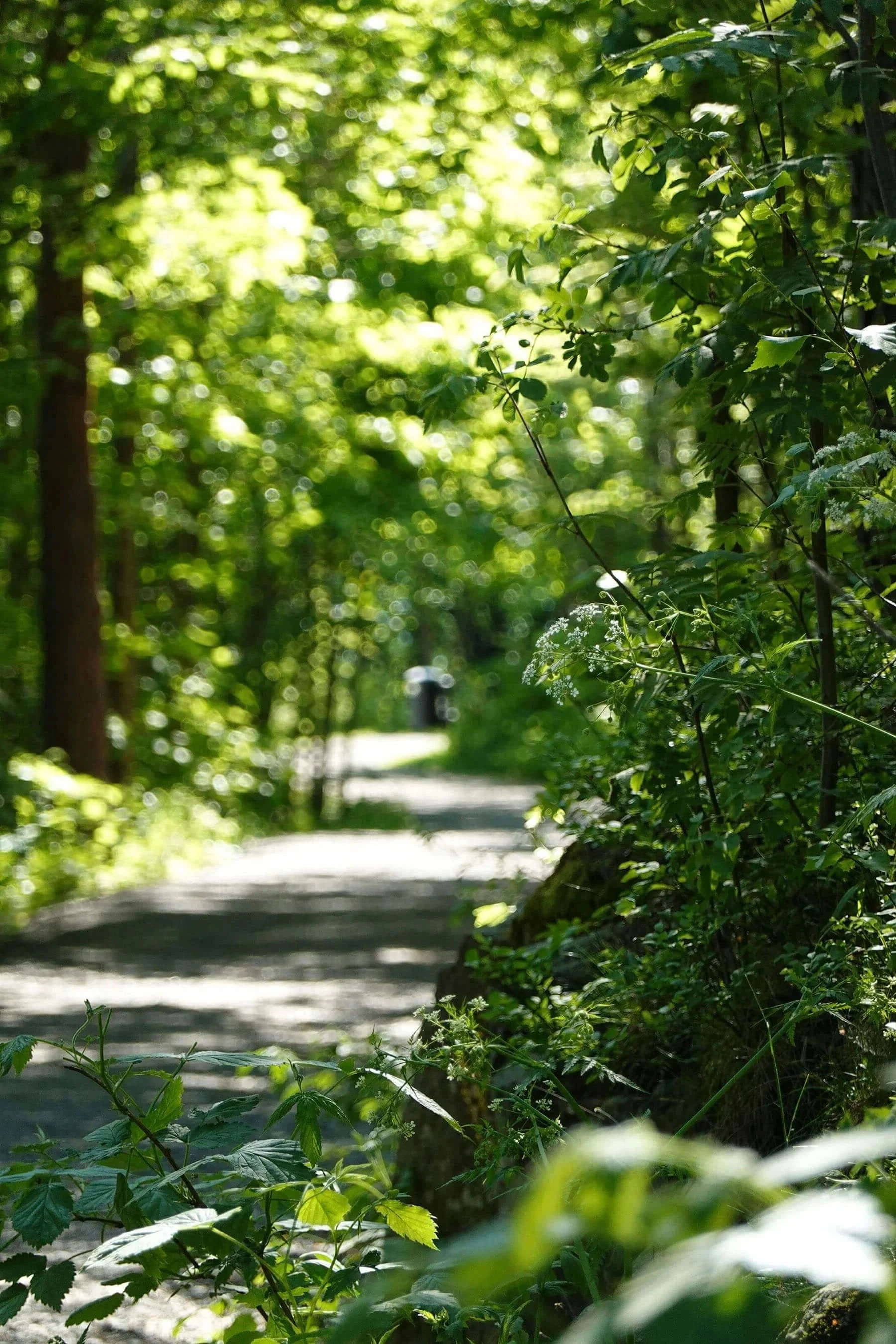 Southwest LA neighborhood walking trail filled with trees and natural sunlight.