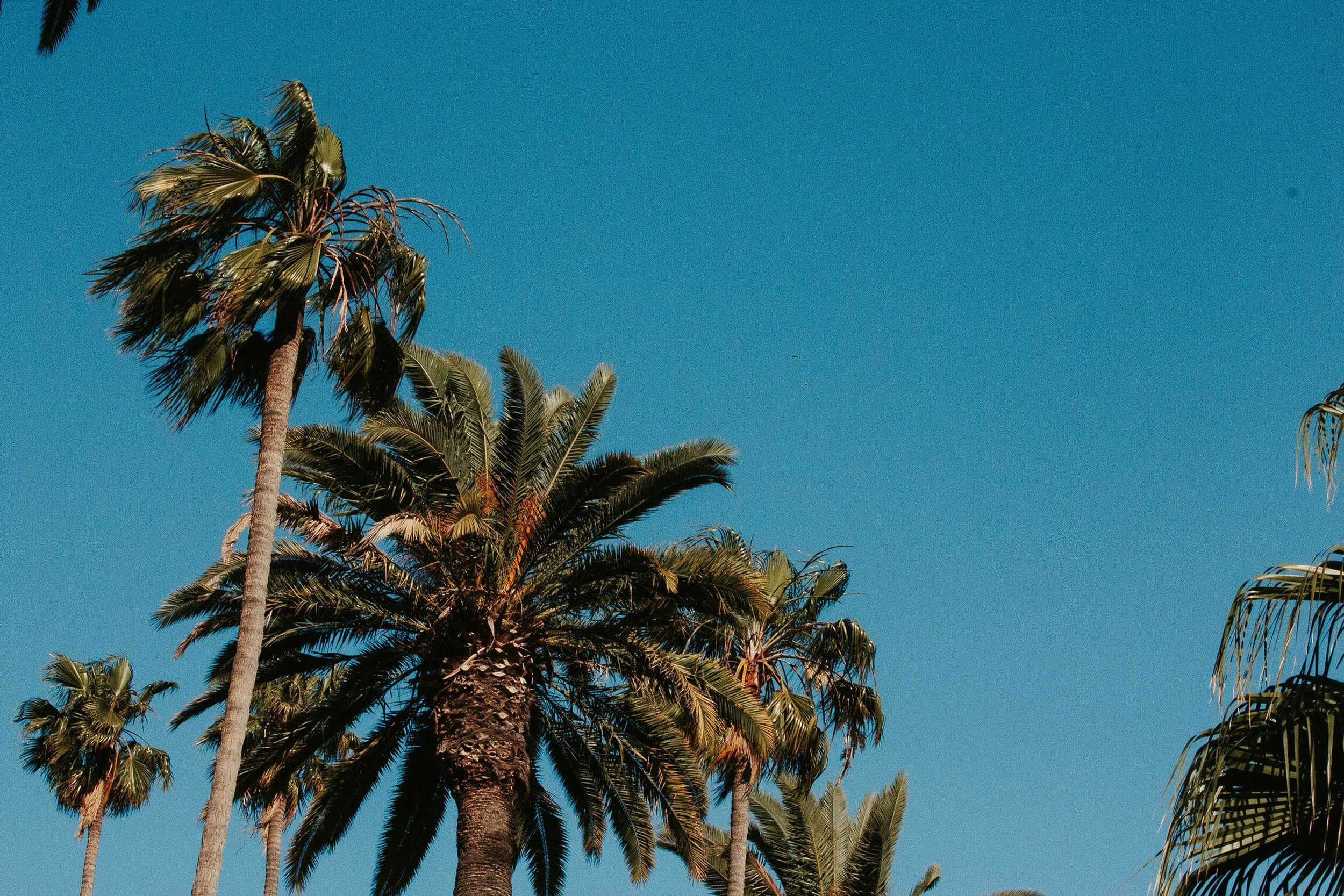 Palm trees against a blue Los Angeles sky, reflecting the Southern California landscape that inspires BELLEVRA Group projects