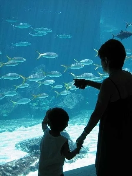 A woman and a child holding hands and watching fish swim in an aquarium.