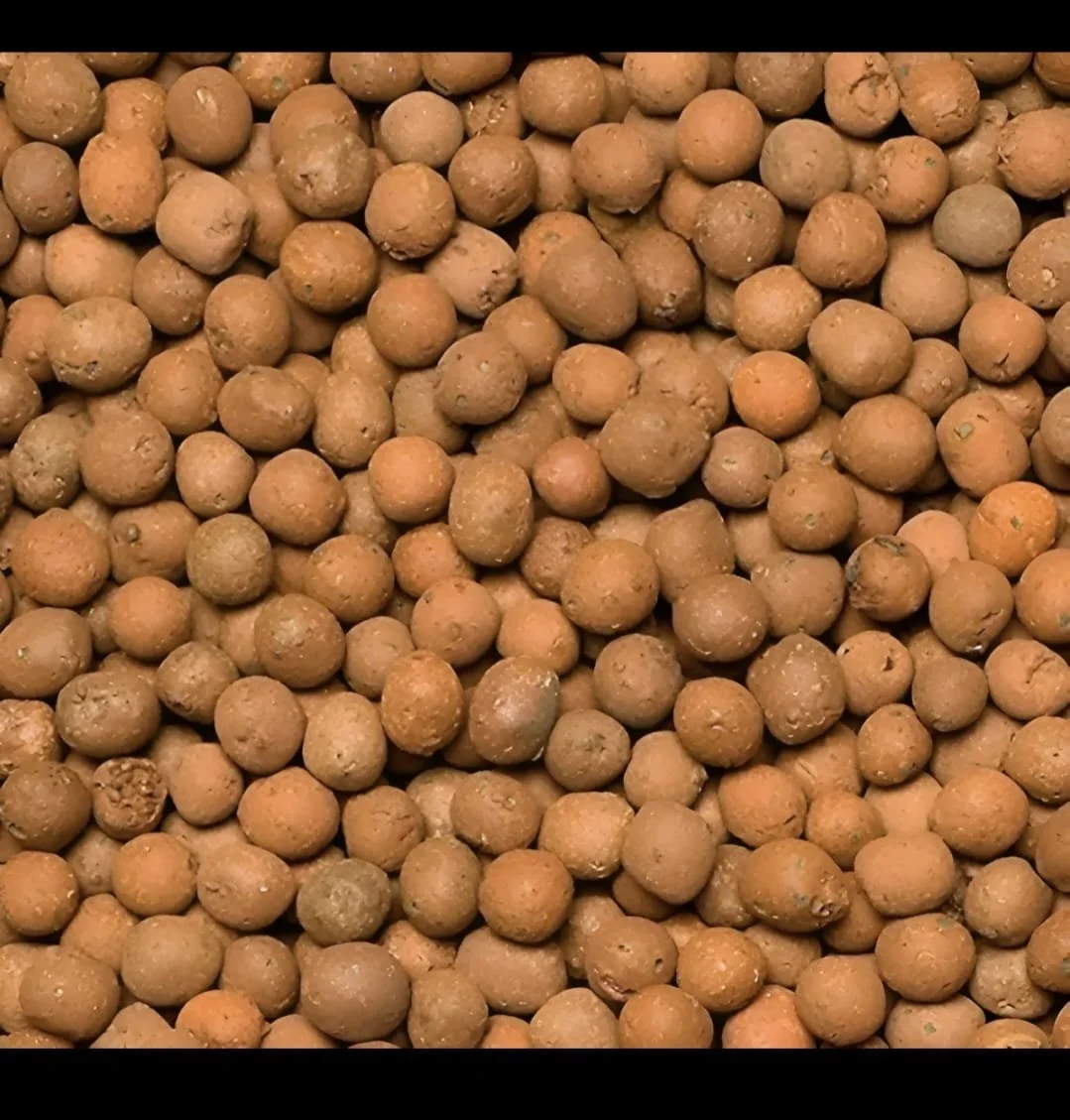 Vários grãos de semente de mostarda.