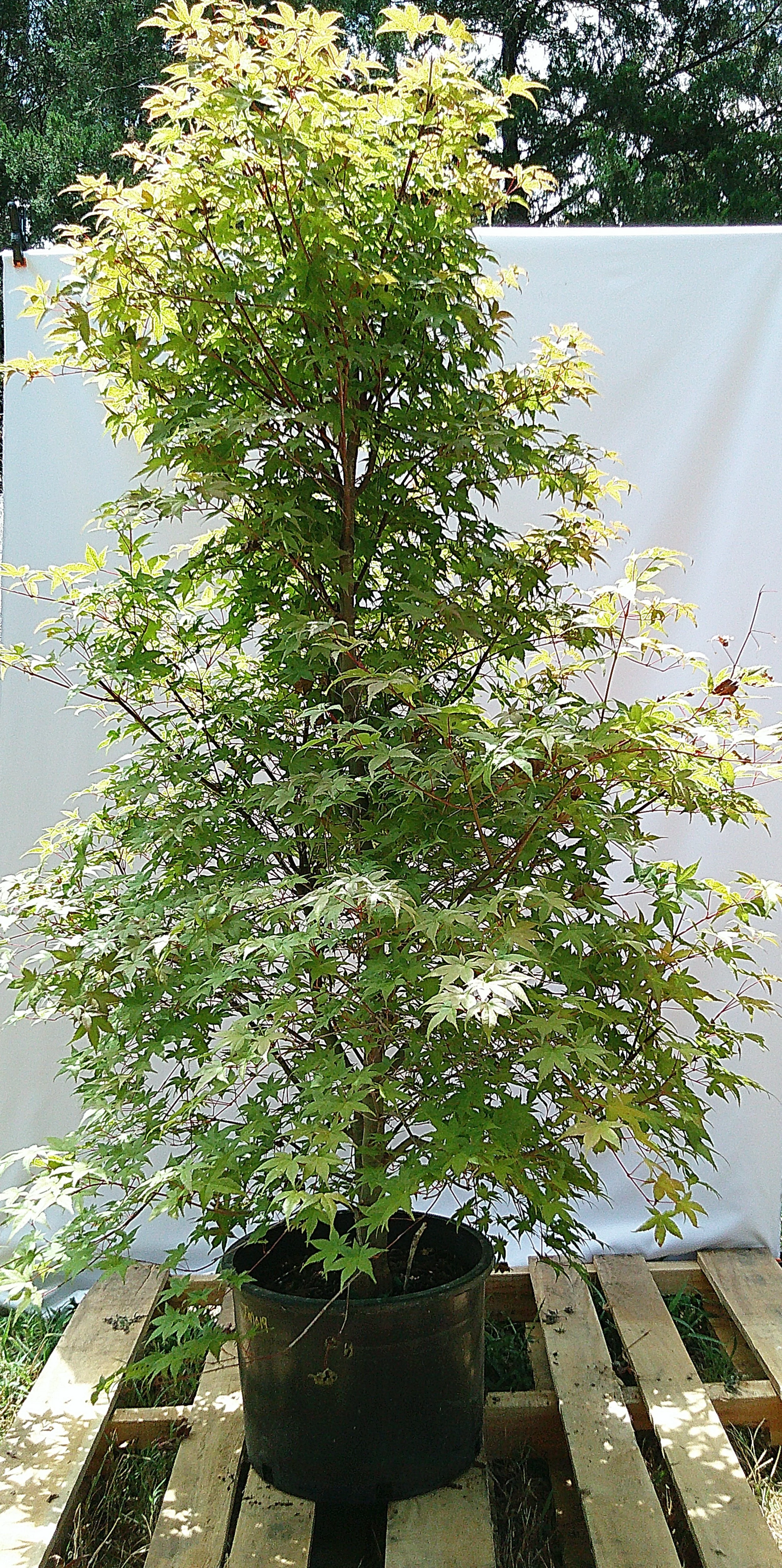 Shin Deshojo Japanese maple JM019 showing dense branching, red stems and mature specimen size