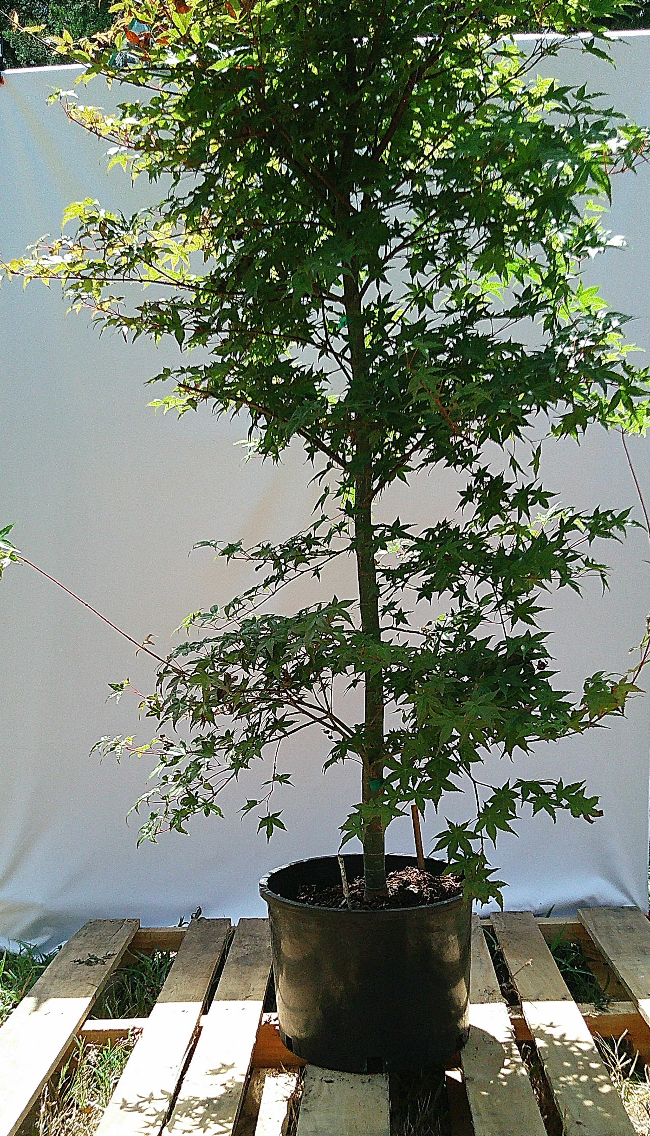 Large 3 gallon Shin Deshojo Japanese maple JM020 showing trunk structure and layered branching