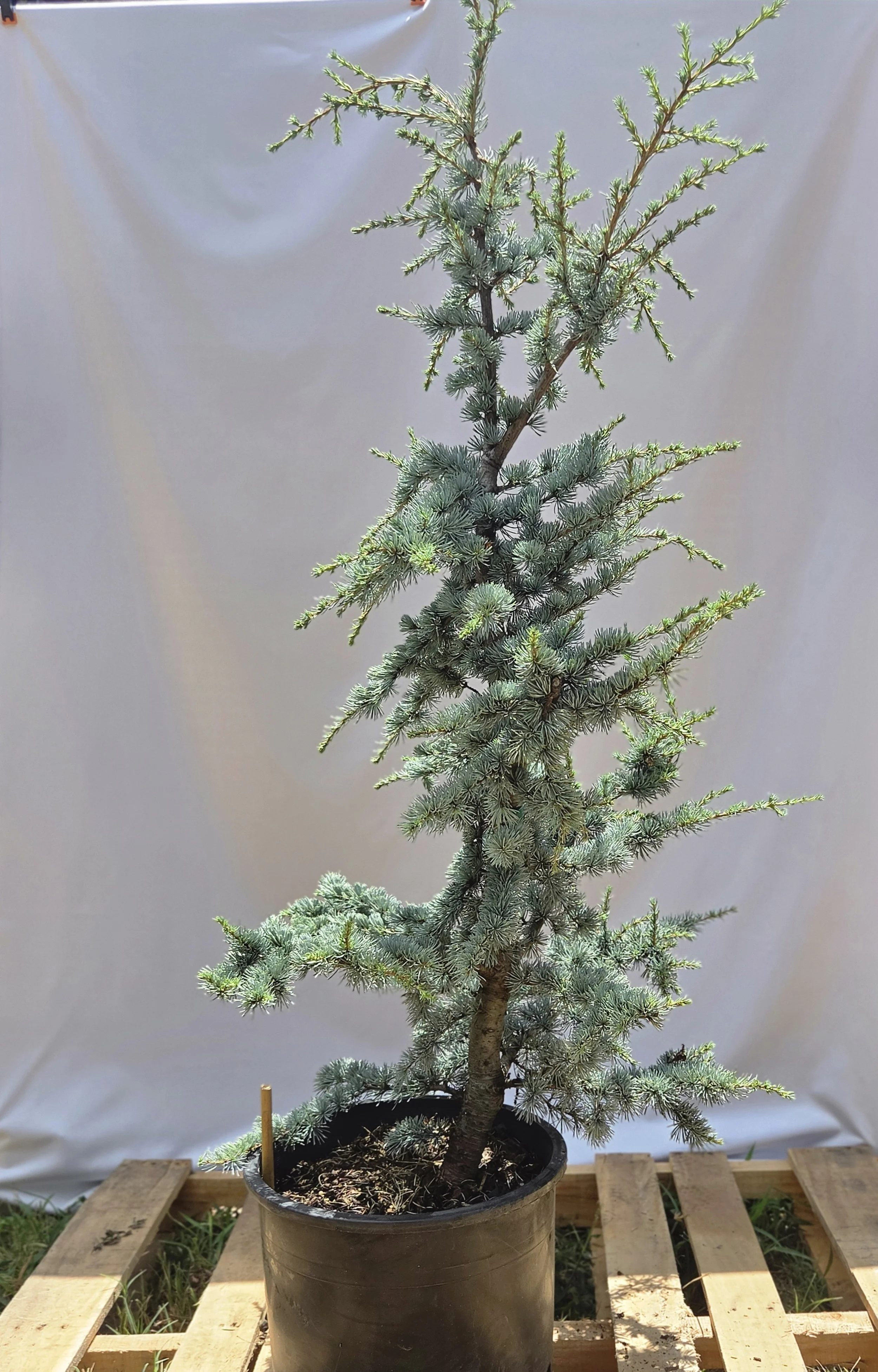 6 gallon Horstmann Blue Atlas Cedar with silvery blue evergreen foliage and sculptural branching