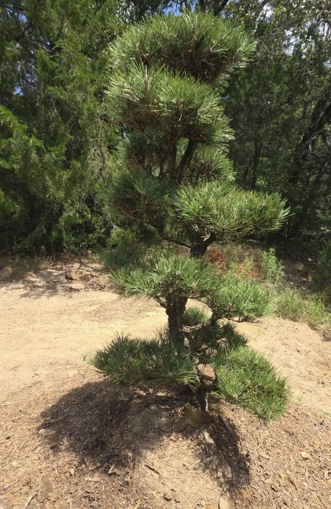 Side view of Hakuho Japanese Black Pine specimen showing mature branching and sculpted foliage pads