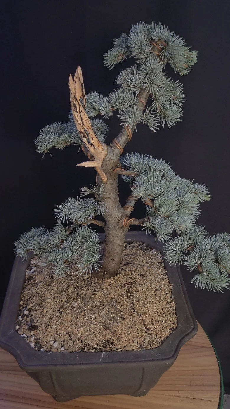 Close-up of Blue Atlas Cedar bonsai showing hand-carved deadwood, trunk detail, wiring and dense blue foliage