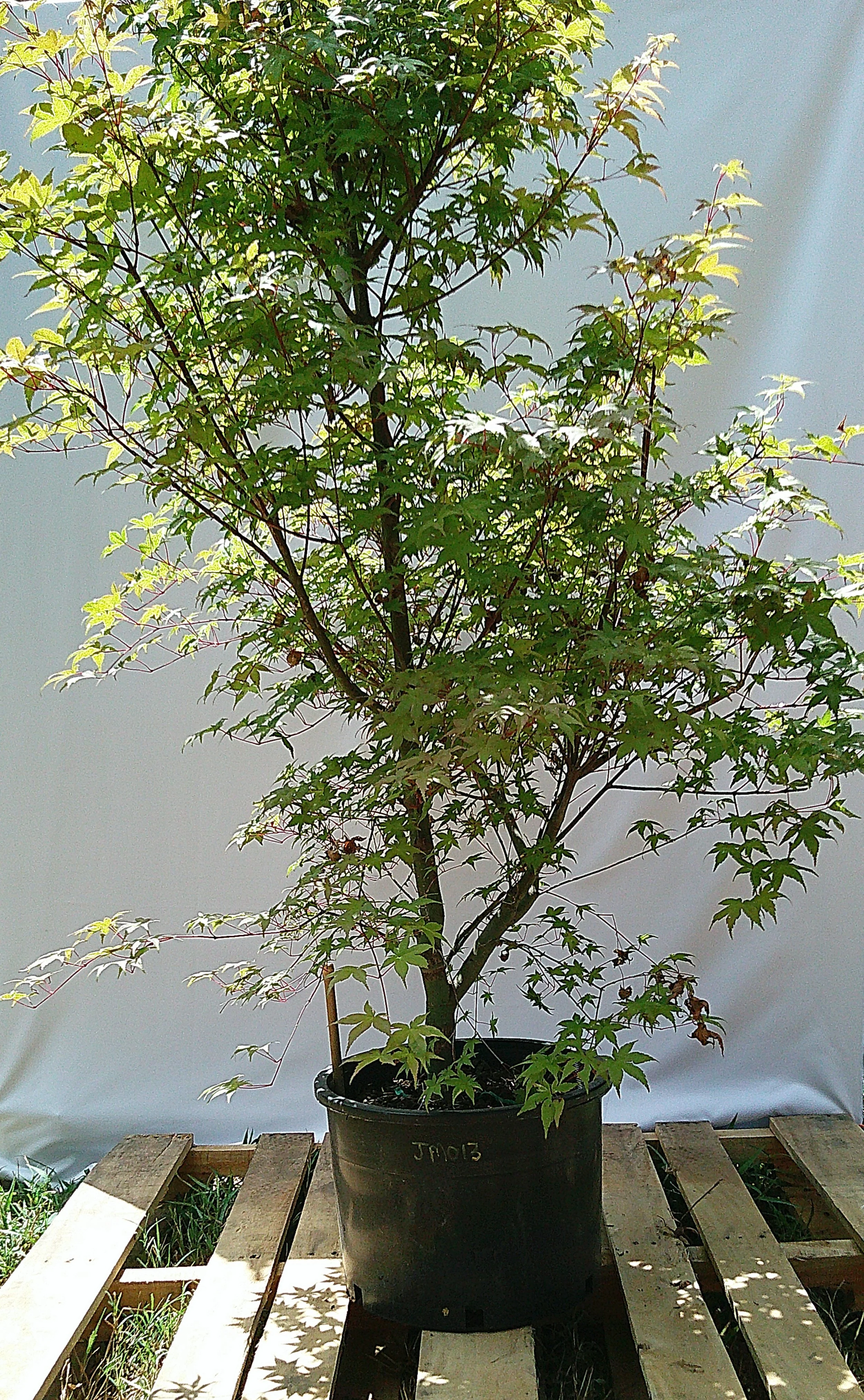 Alternate view of JM013 Shin-deshojo Japanese maple showing its large branching canopy