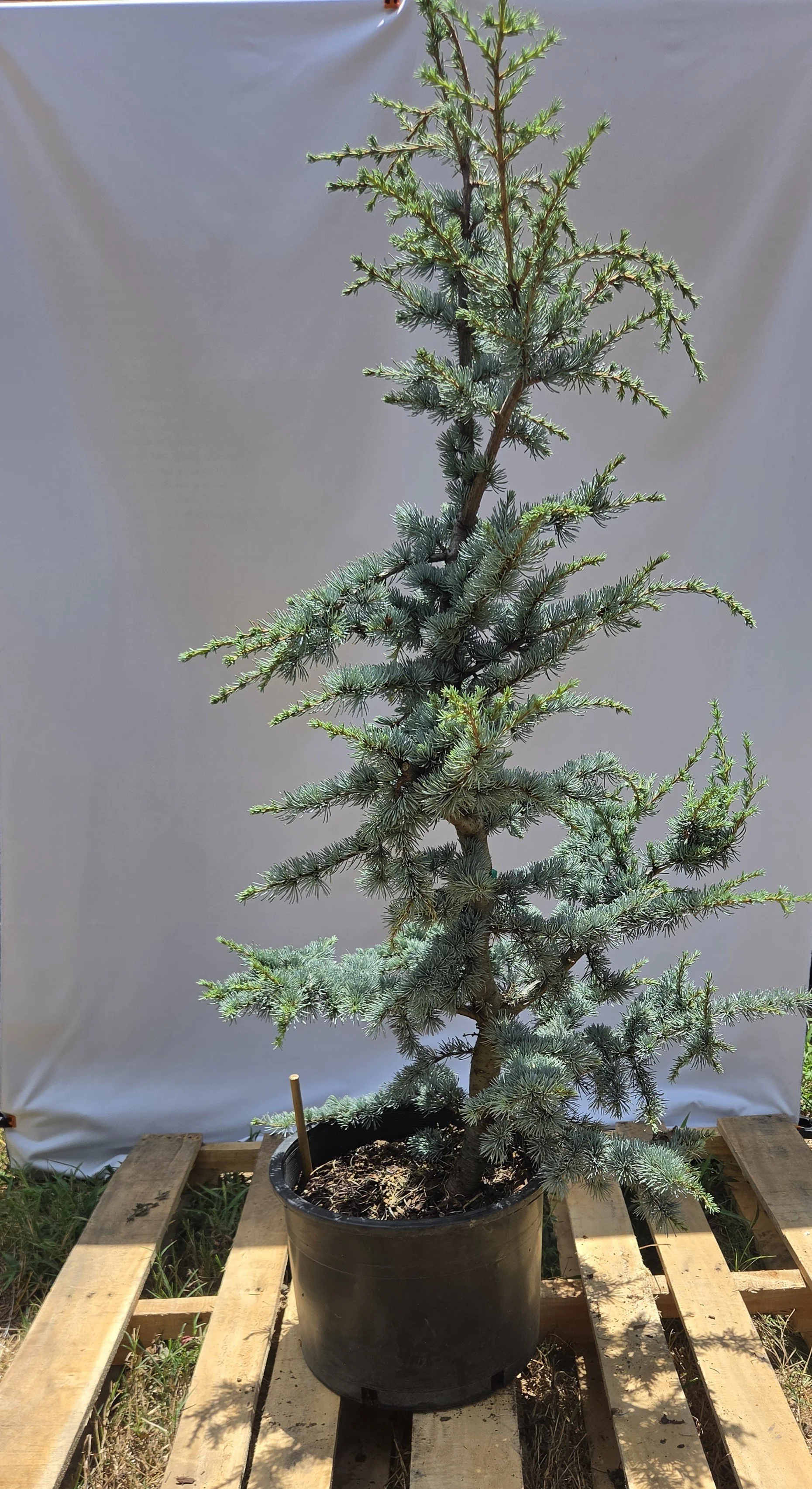6 gallon Horstmann Blue Atlas Cedar specimen with dense silvery blue evergreen foliage