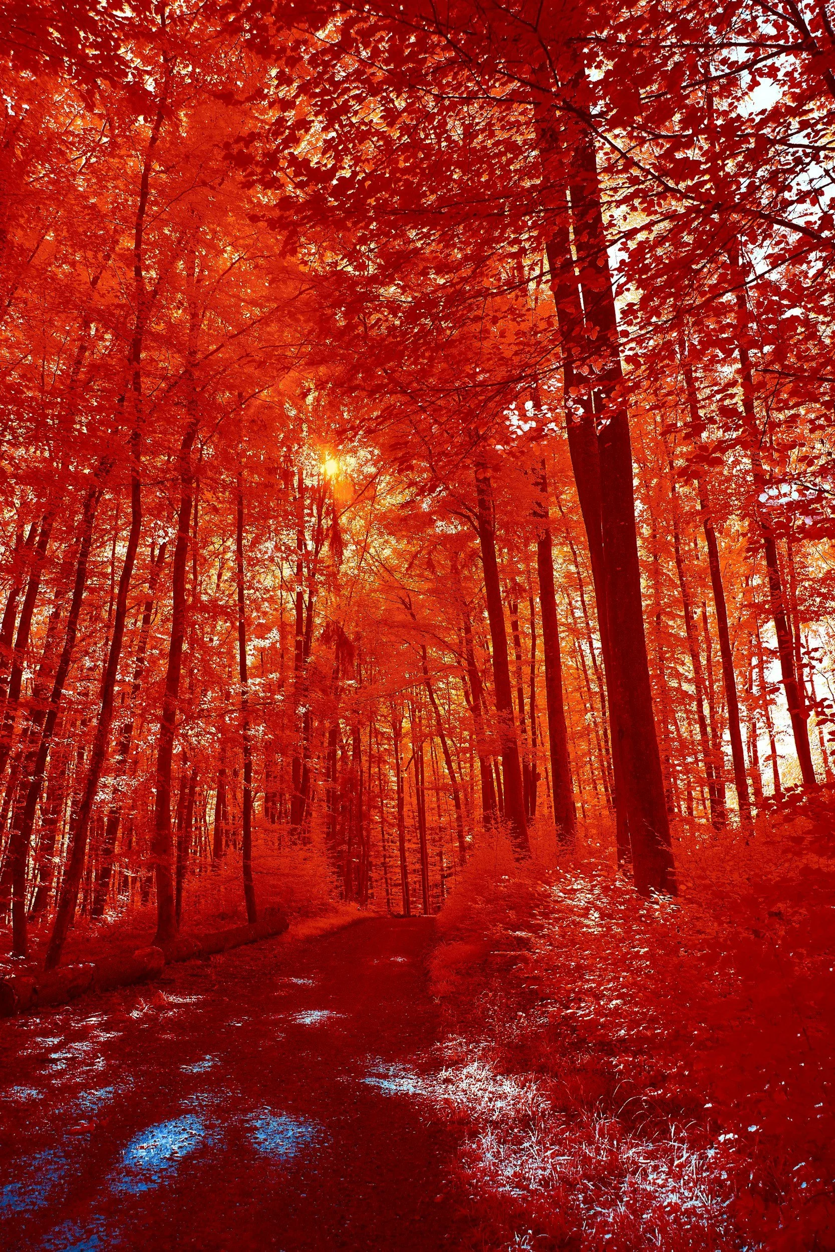 A forest scene with tall trees and orange-red autumn leaves, sunlight filtering through the canopy, and a dirt path winding through the woods.