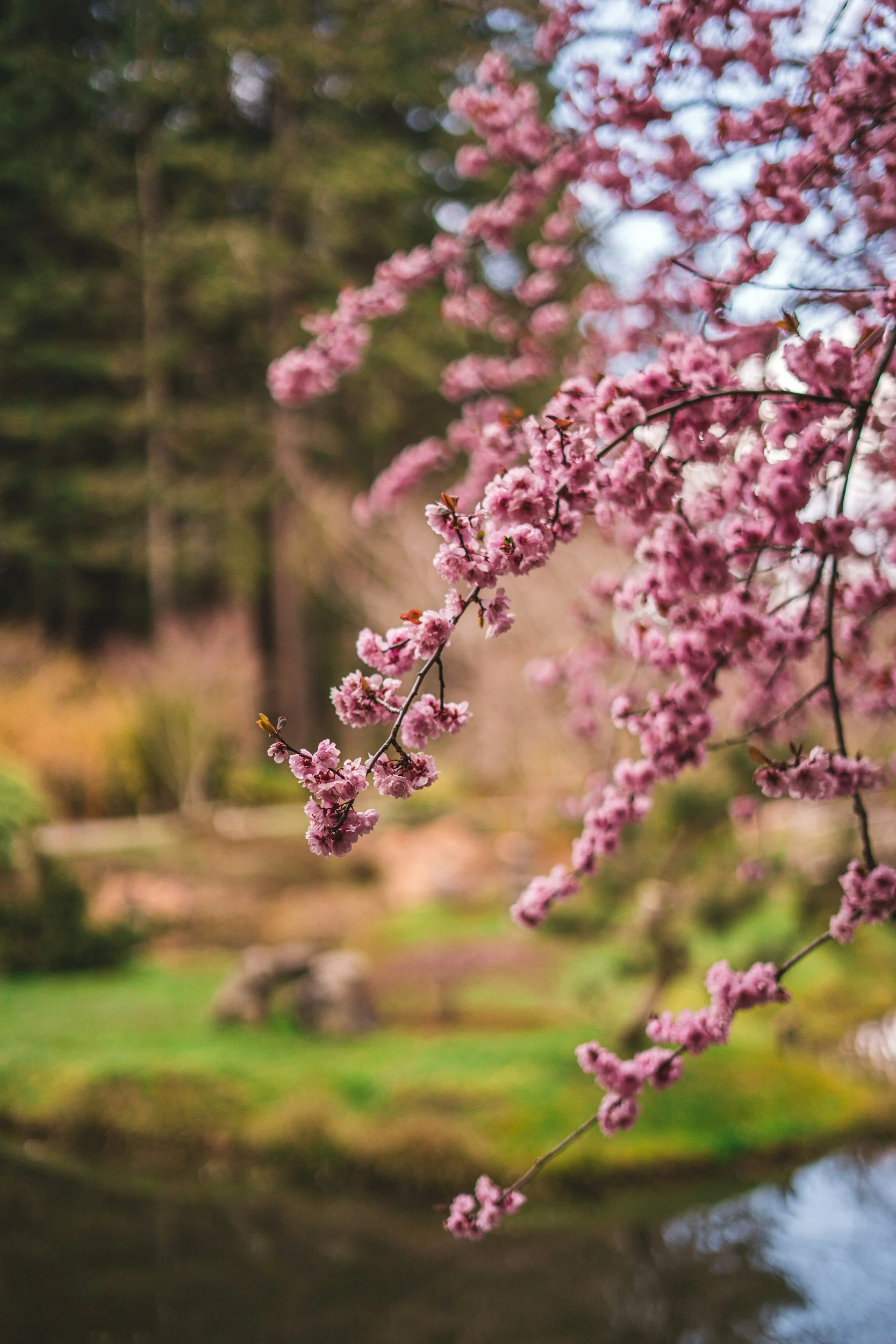 Pink cherry blossom flowers on a tree branch with a blurred background of trees and a pond.