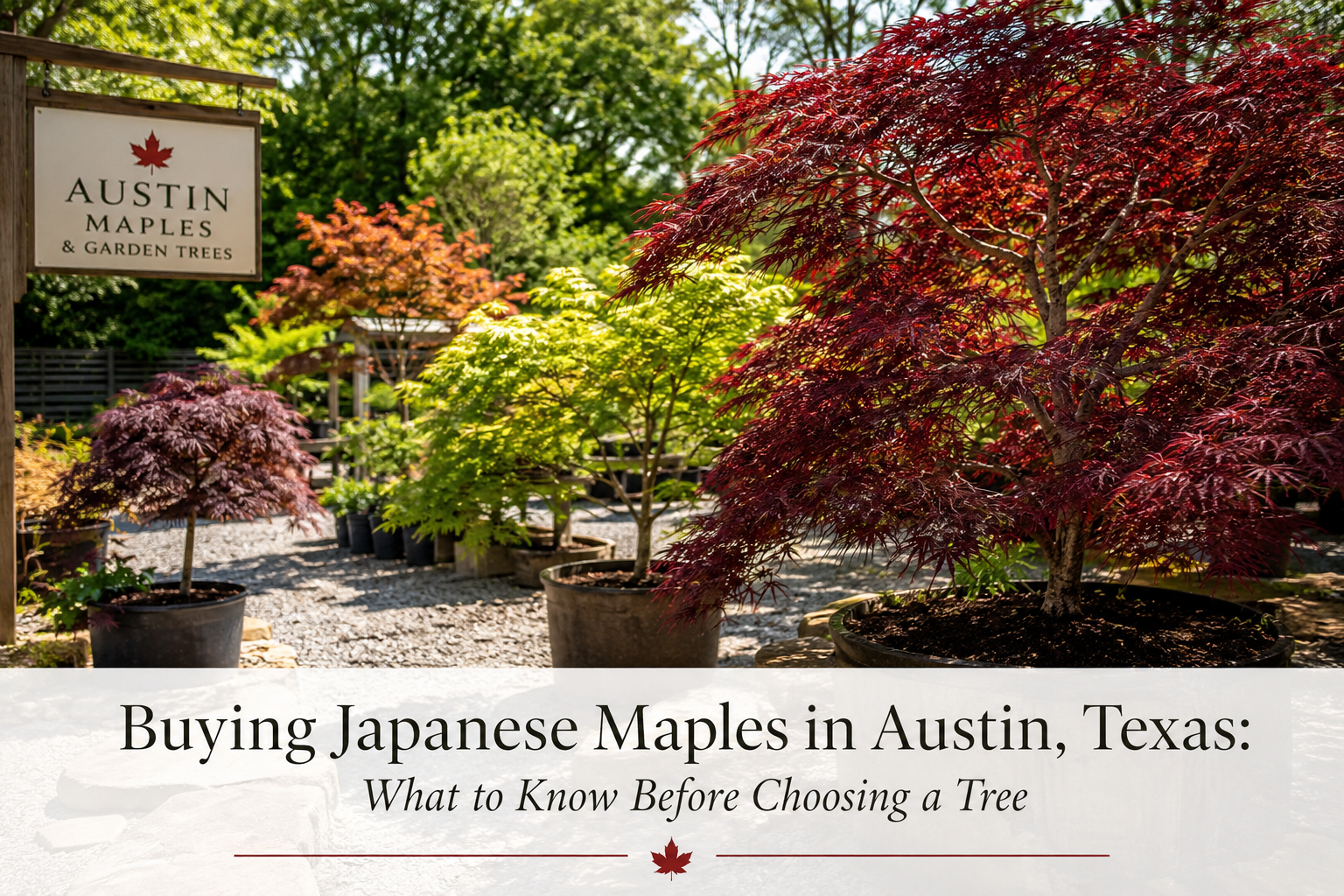 Buying Japanese Maples in Austin, Texas: What to Know Before Choosing a Tree