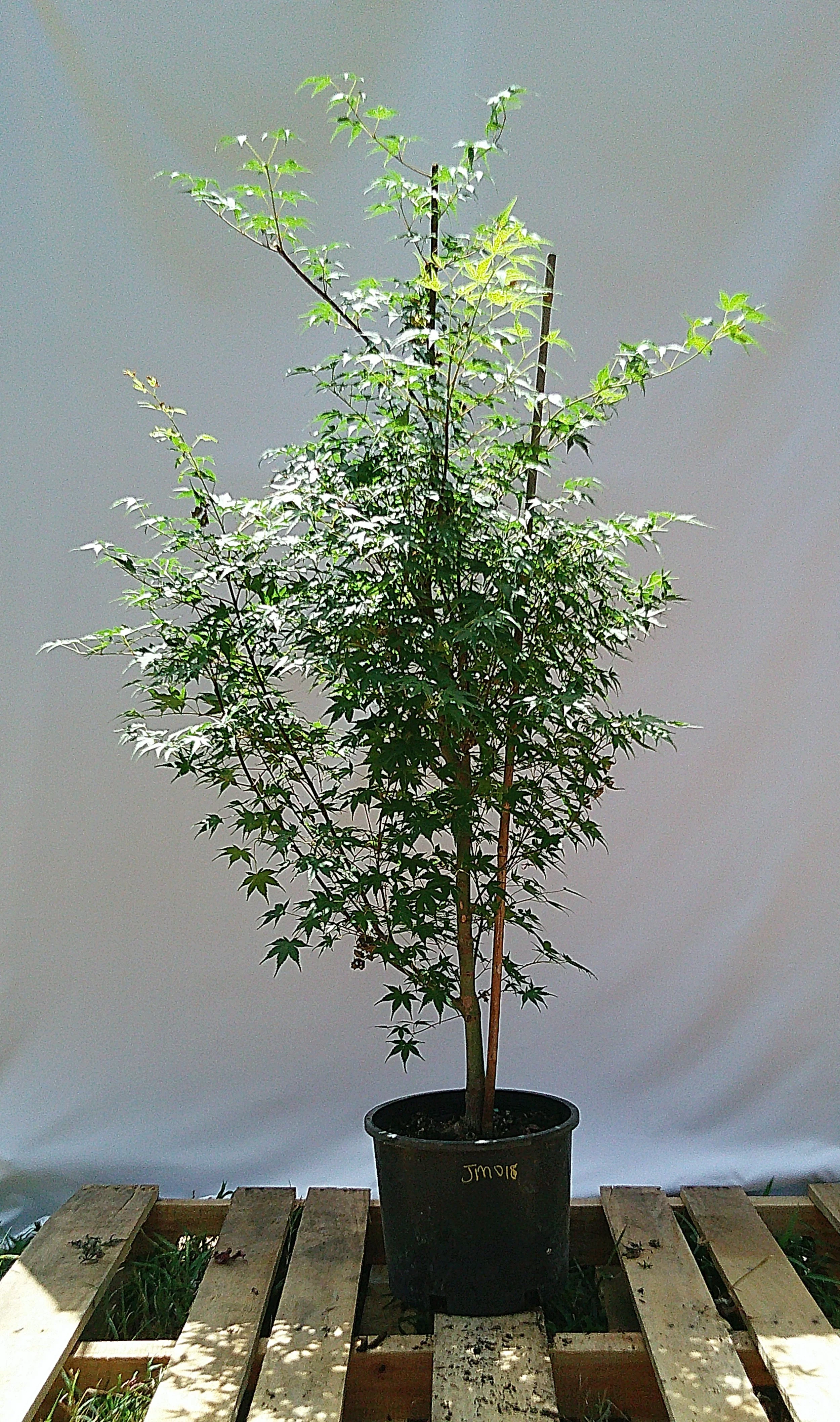 ‘Katsura’ Japanese Maple – #3 JM018