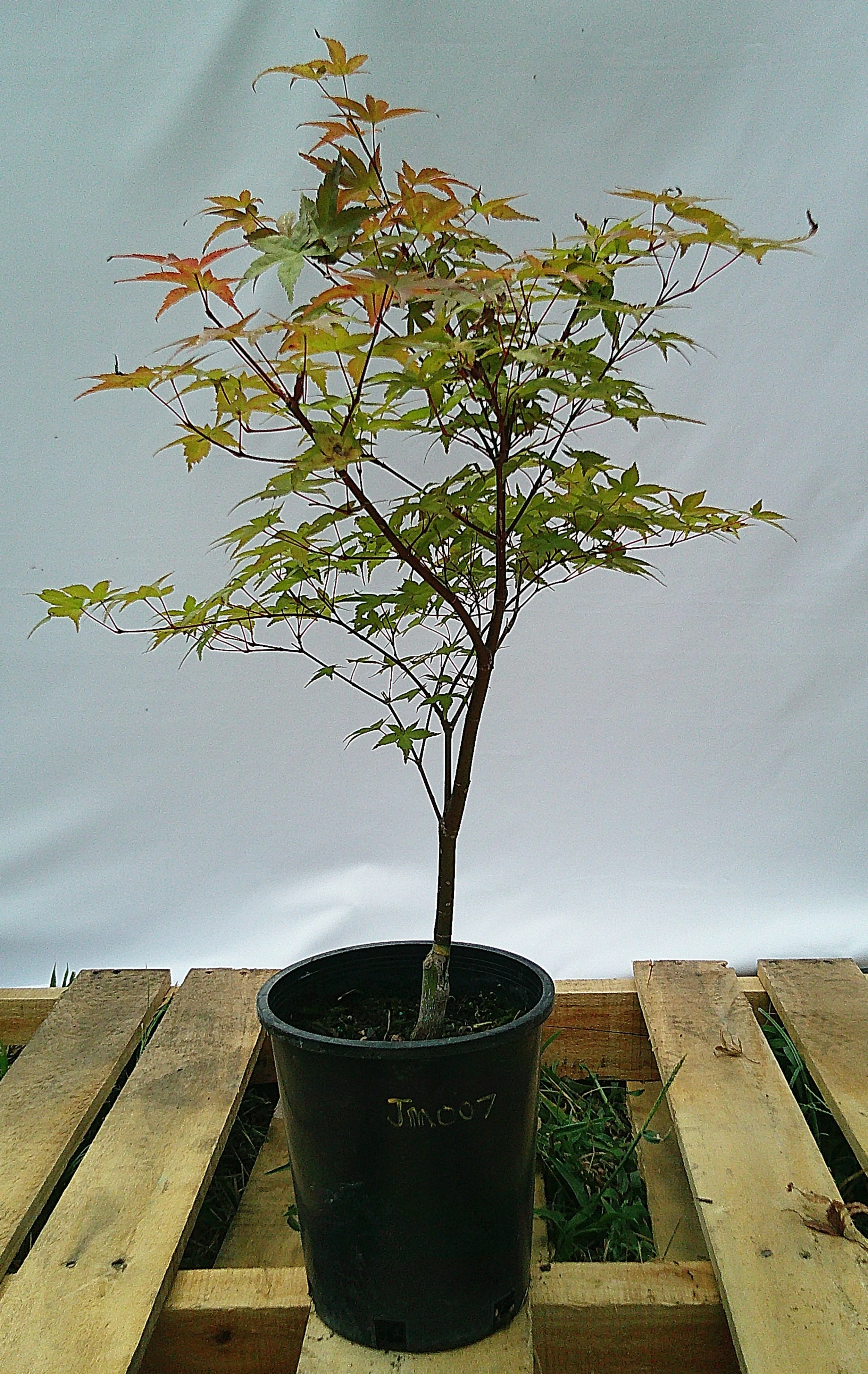Shin-deshojo Japanese maple JM007 1 gallon tree for sale in Austin Texas