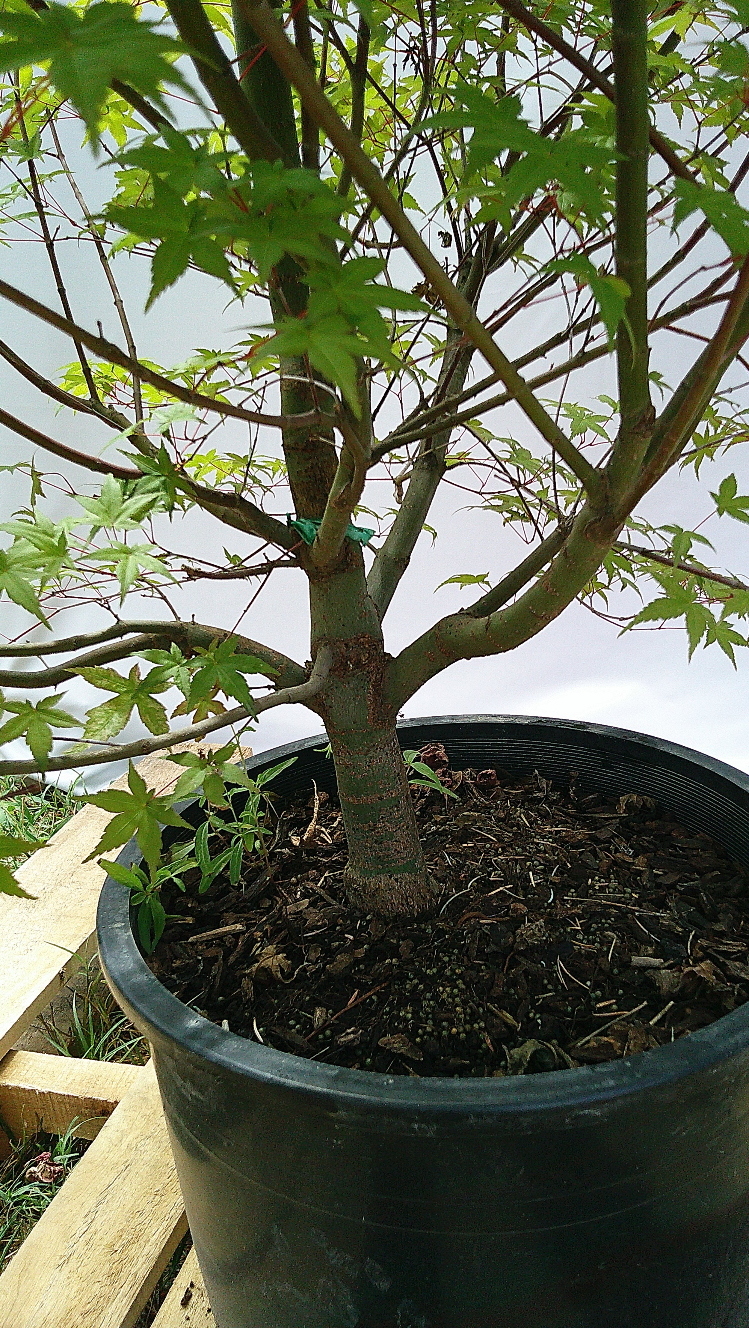 Close-up of the substantial trunk and mature branching structure of Shin Deshojo Japanese Maple JM015.