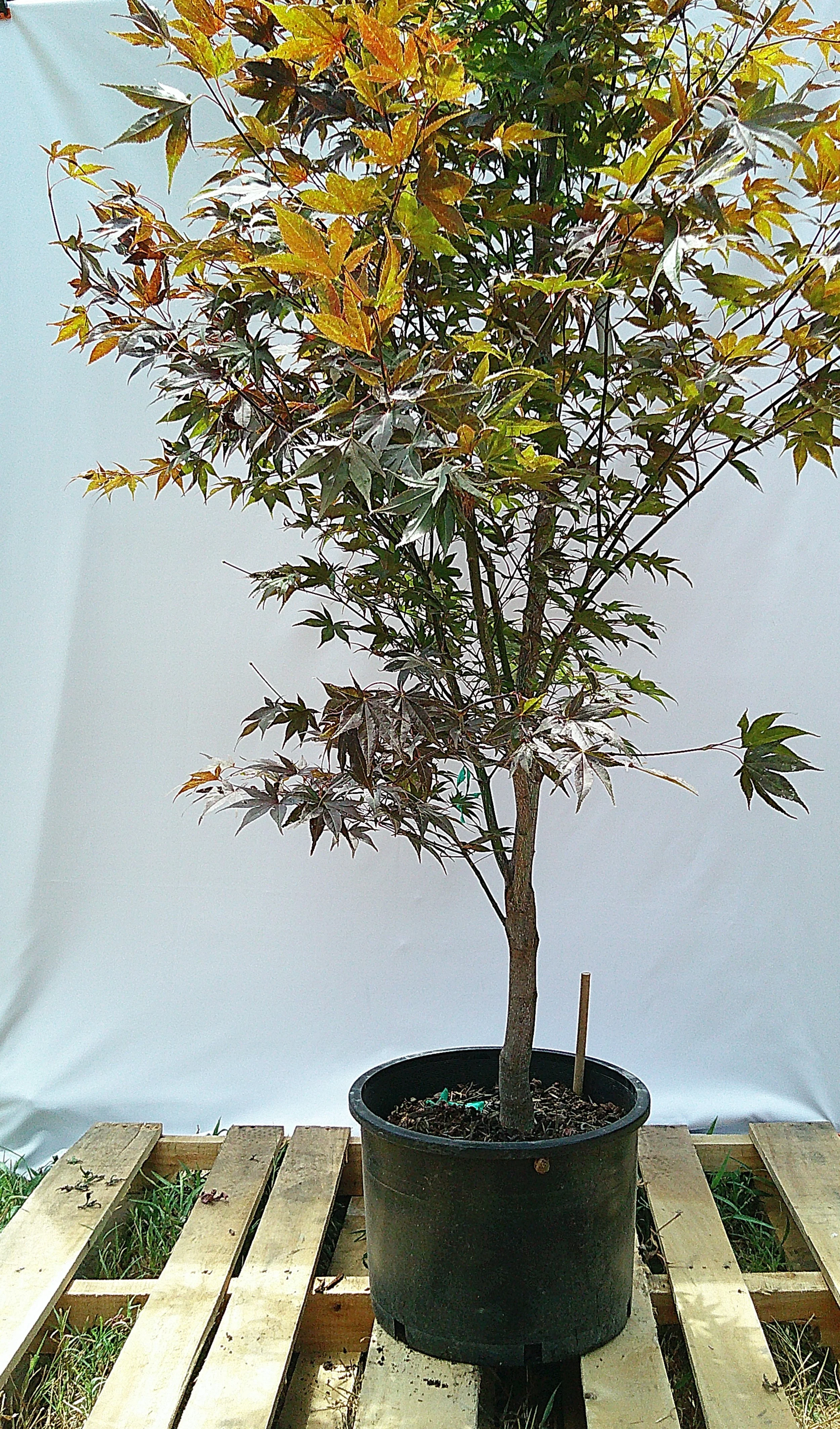 ‘Oshio-beni’ Japanese Maple – Large Specimen Tree JM017