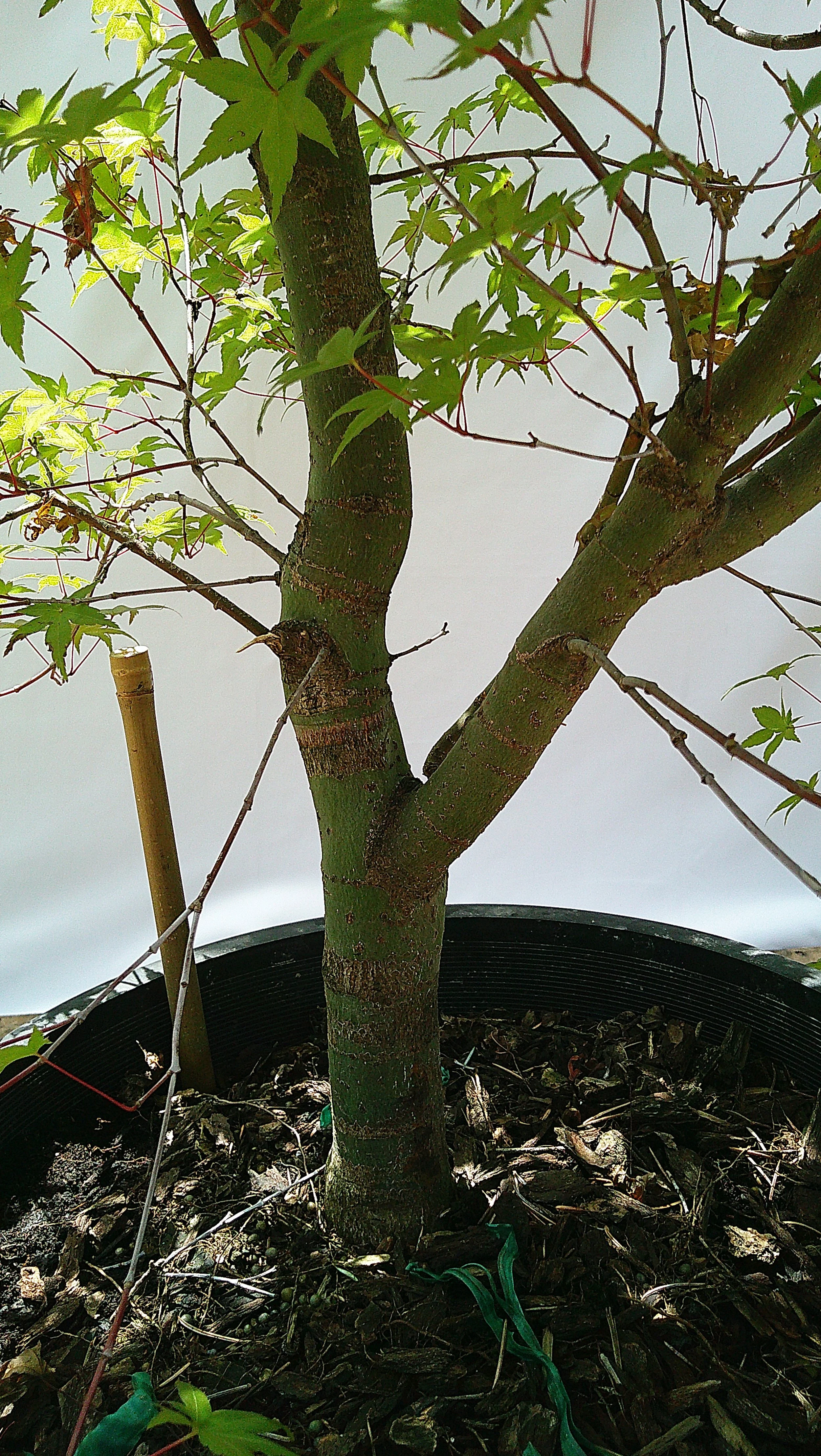 Close-up of the mature trunk and branching structure of Shin-deshojo Japanese maple JM013