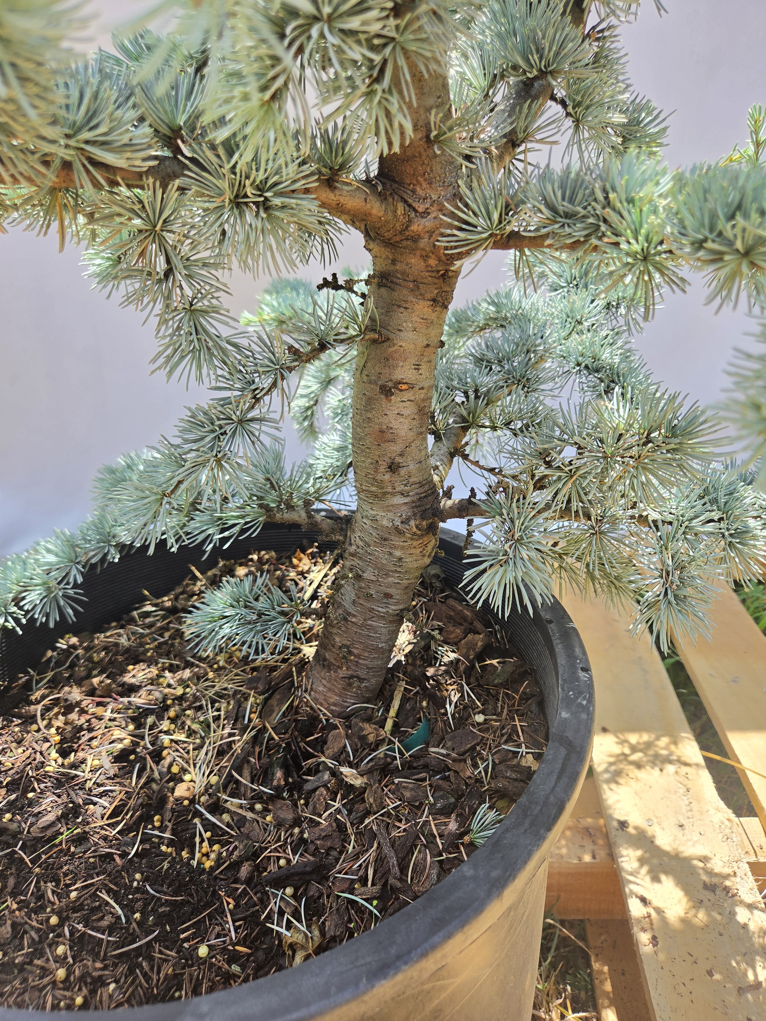 Mature trunk and established branching on a 6 gallon Horstmann Blue Atlas Cedar