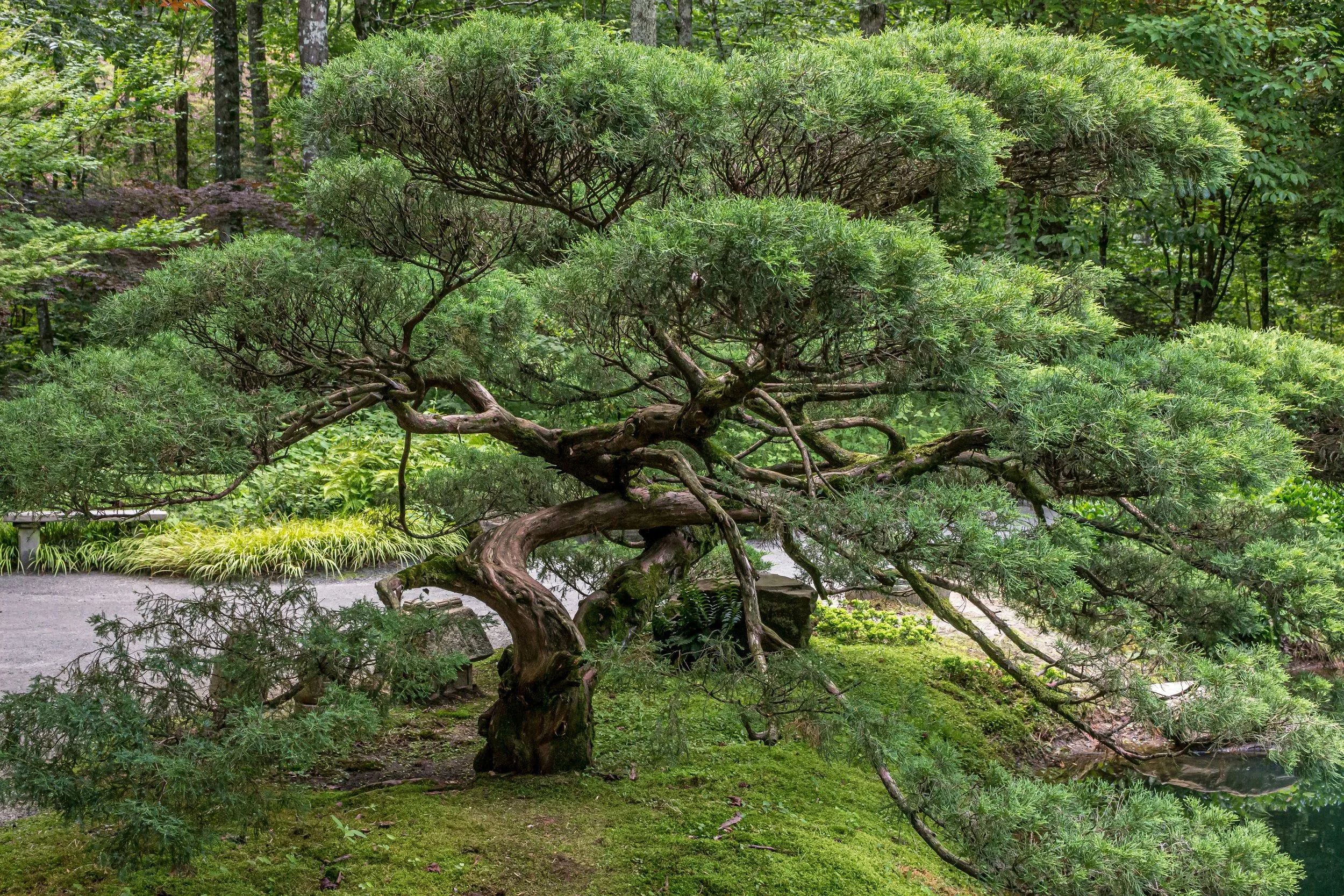 Mature Japanese-style pine tree with carefully refined branching and foliage pads.