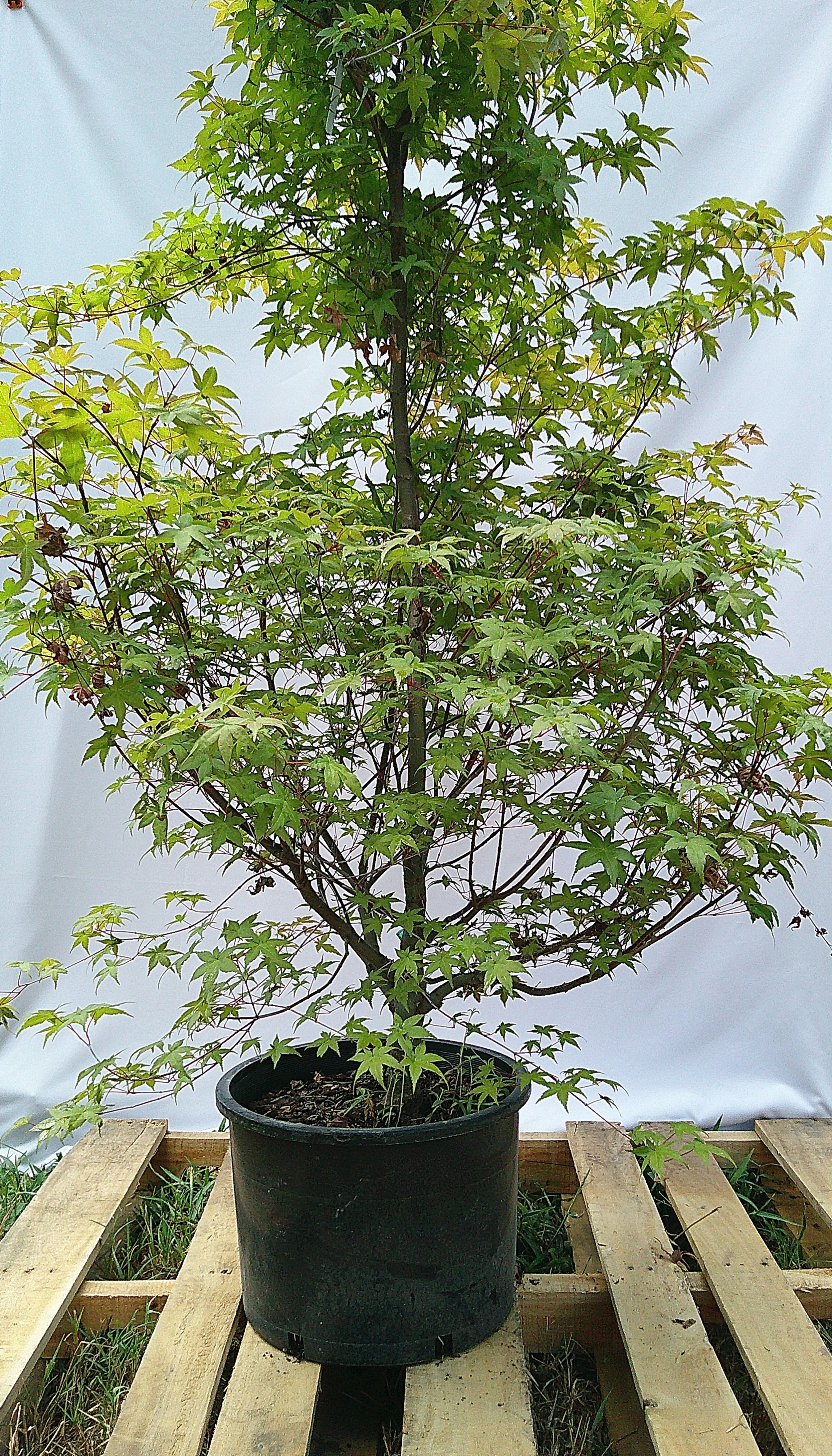 Full view of specimen Shin Deshojo Japanese Maple JM015 with dense established branching and green palmate foliage.