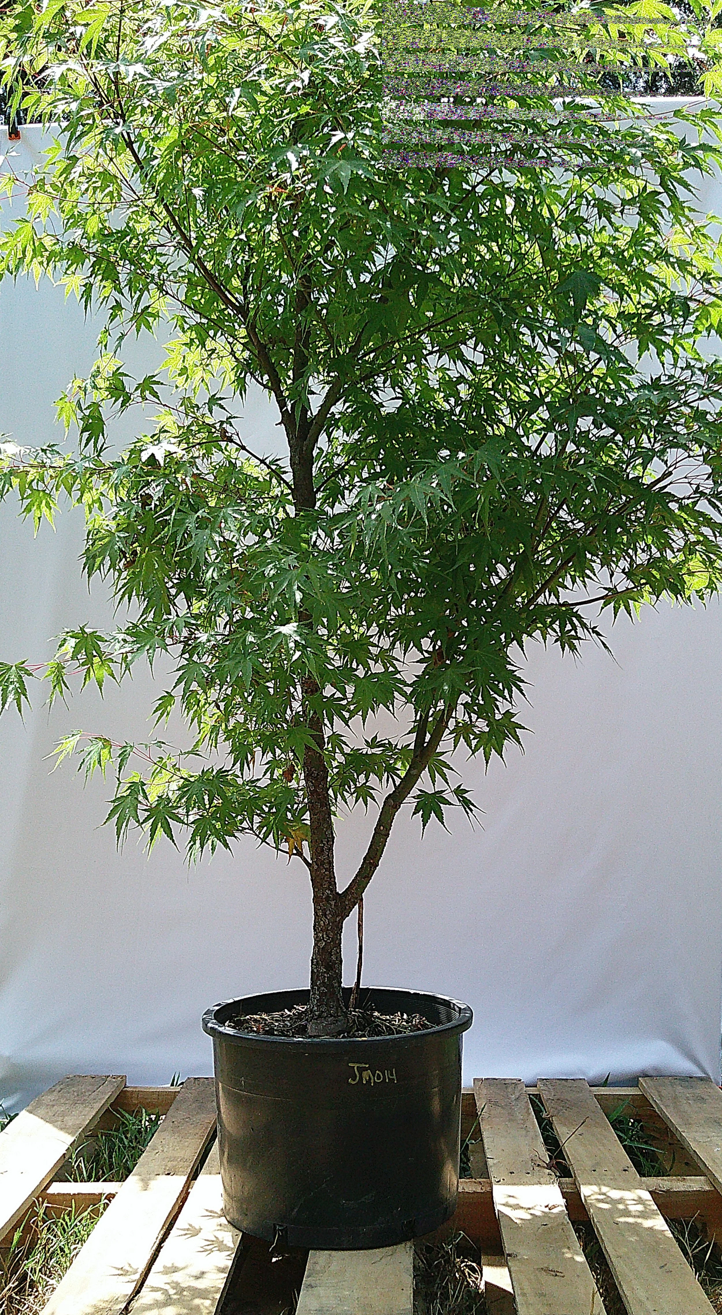 Full view of large Arakawa Japanese Maple JM014 showing upright form, dense green foliage and established branching.