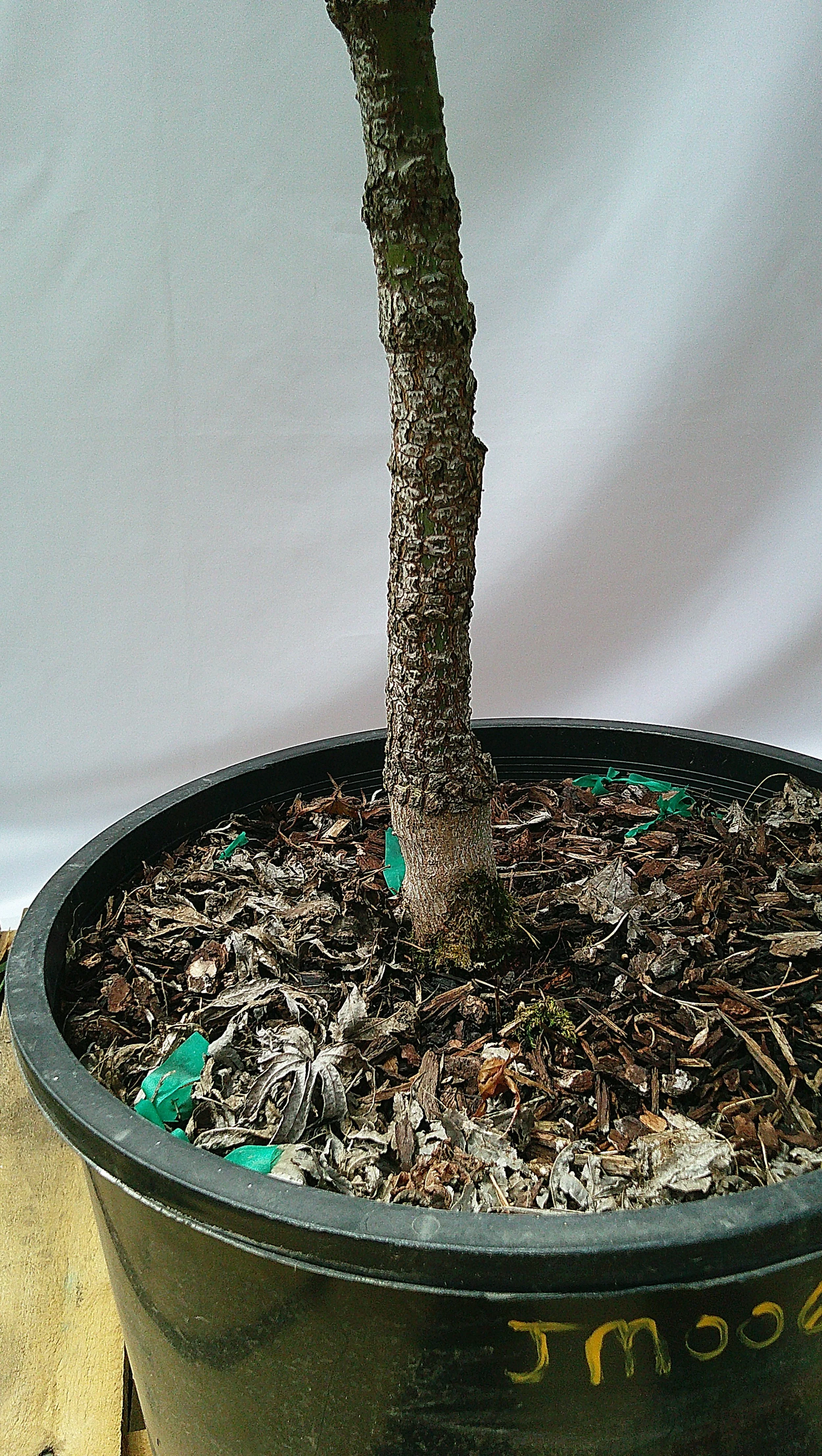 Developed corky rough bark on Arakawa Japanese maple JM006