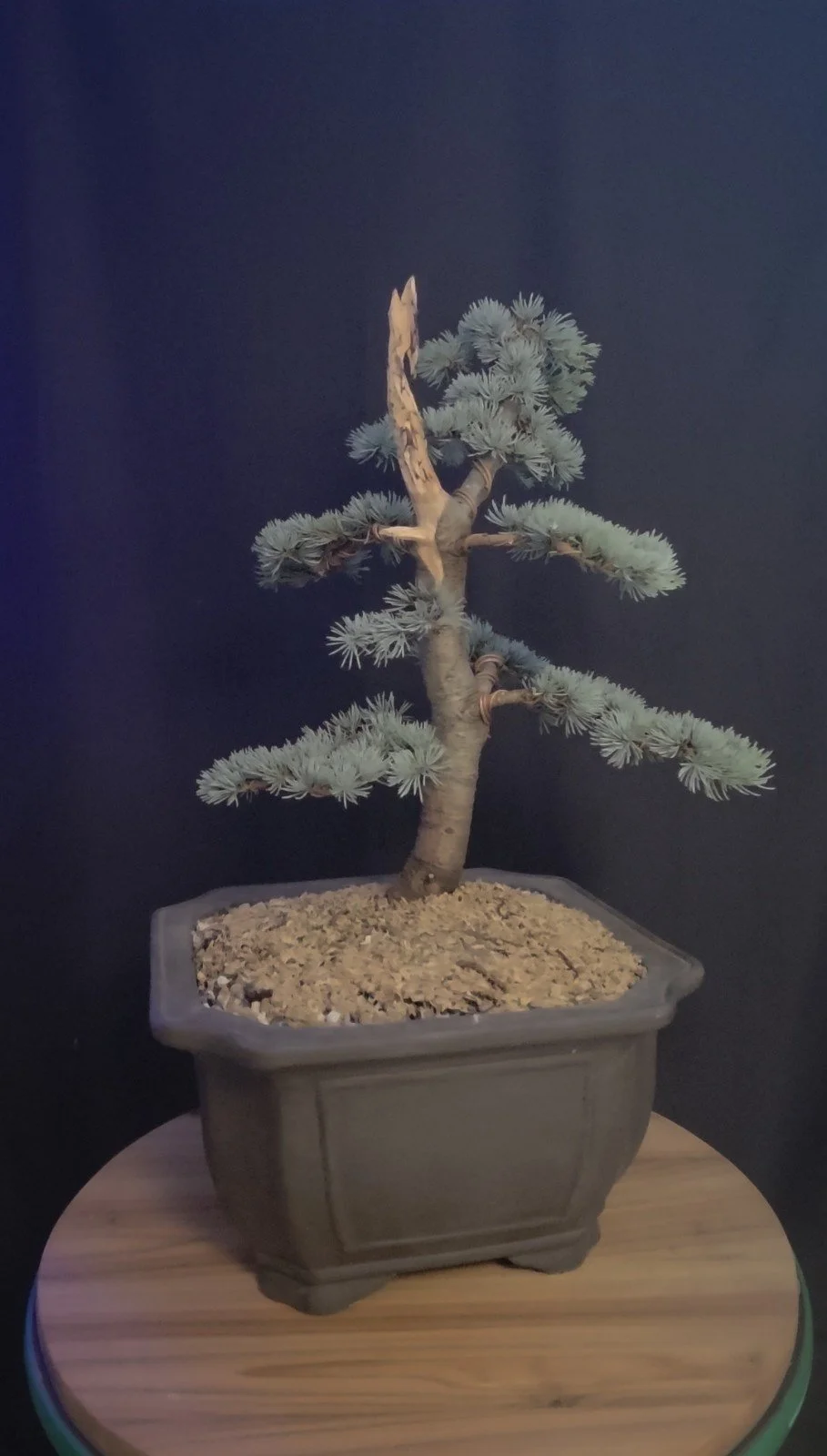 Side view of Blue Atlas Cedar bonsai showing trunk line, deadwood feature and wired evergreen branches