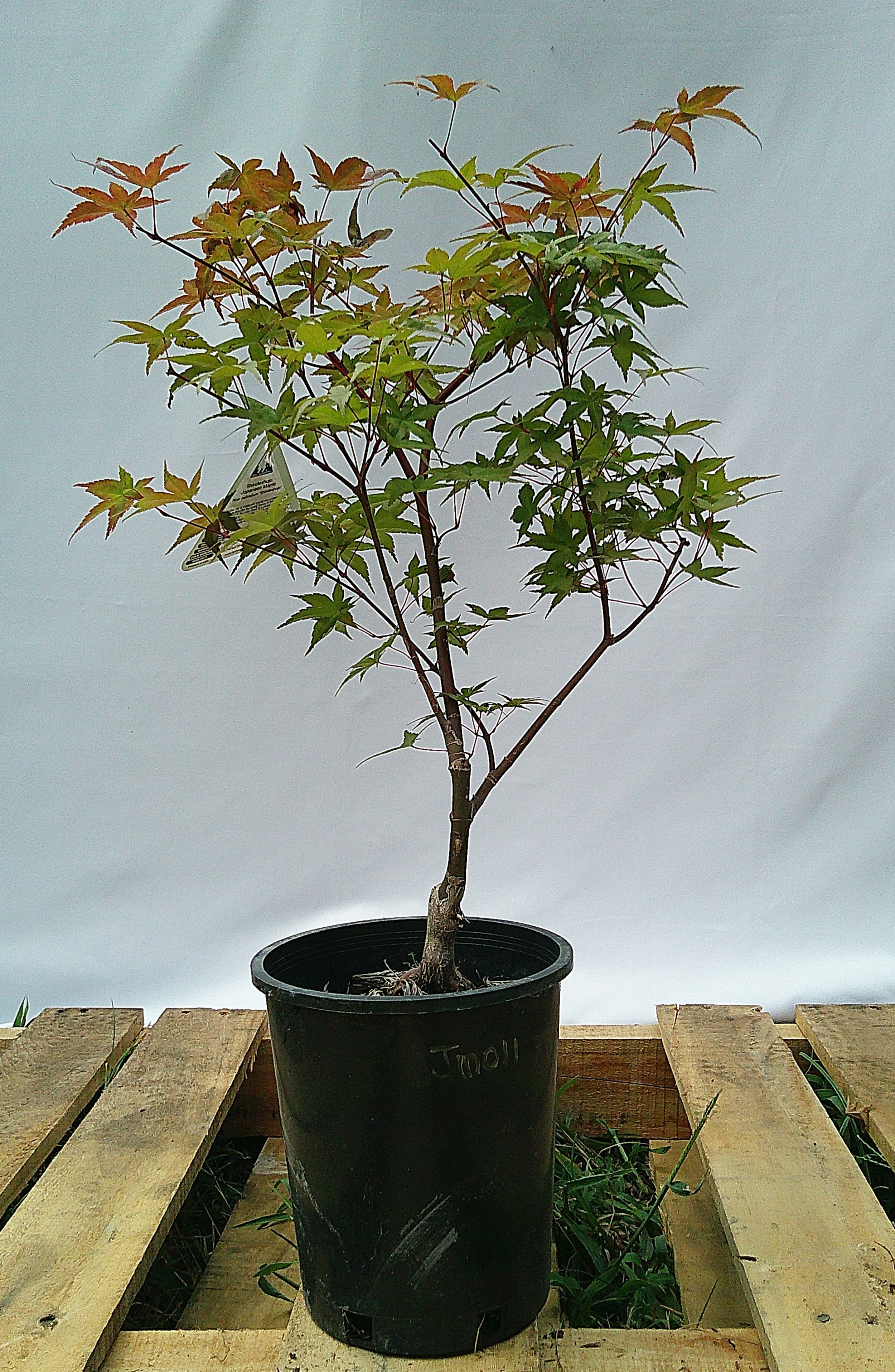 Shin-deshojo Japanese Maple – 1 Gallon – JM011