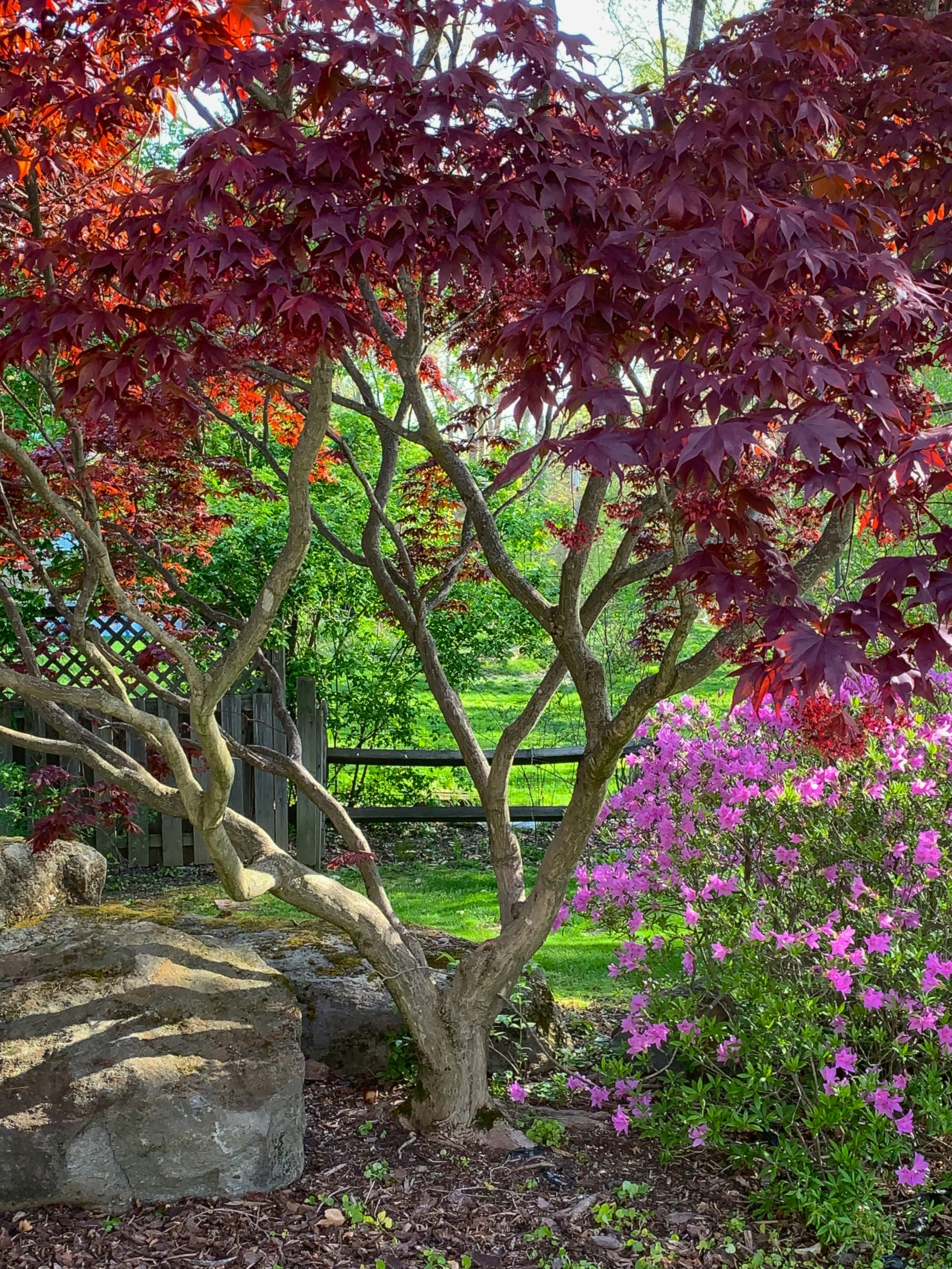 Mature Japanese maple in a landscaped garden representing specialized Japanese maple tree care in Austin, Texas