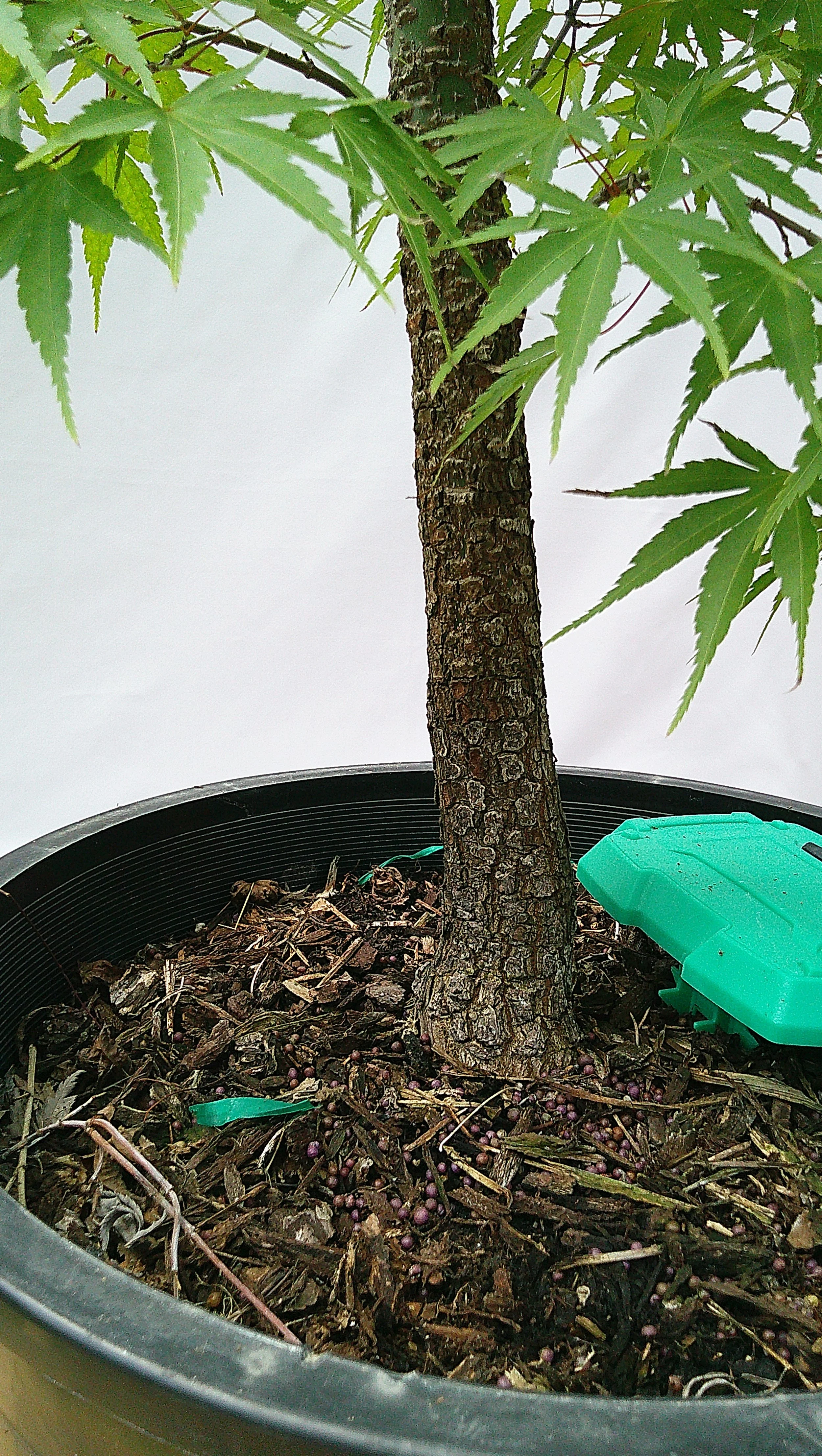 Developing rough corky bark on Arakawa Japanese maple JM005