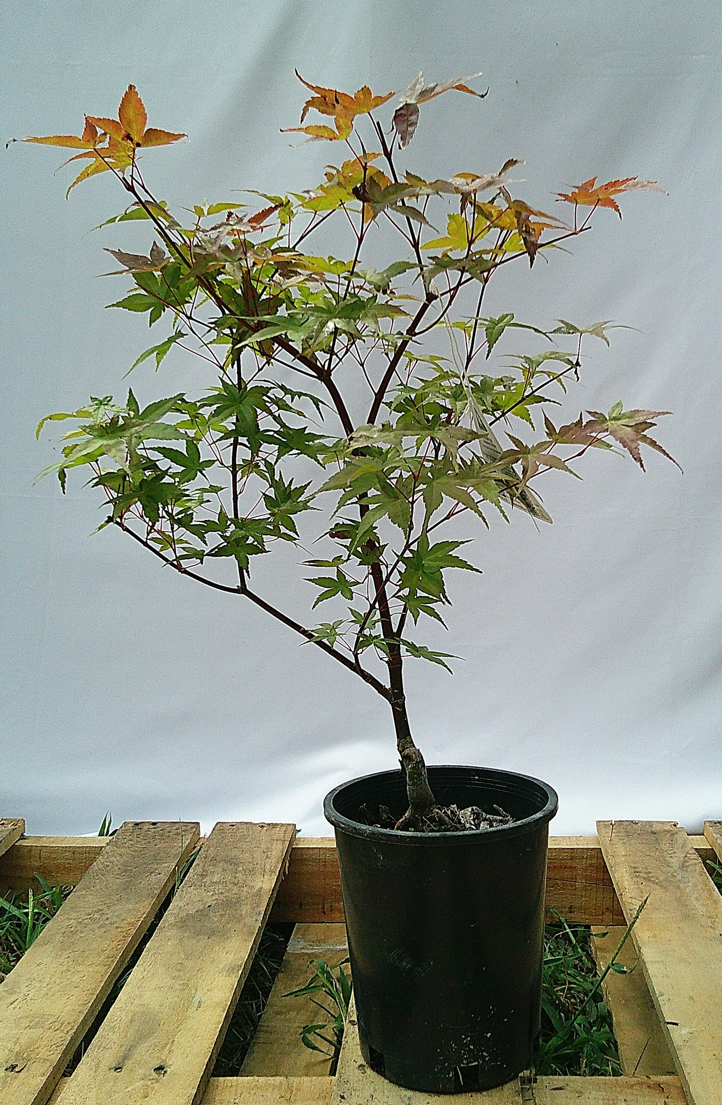 Shin-deshojo Japanese maple JM011 full tree front view for sale in Austin Texas