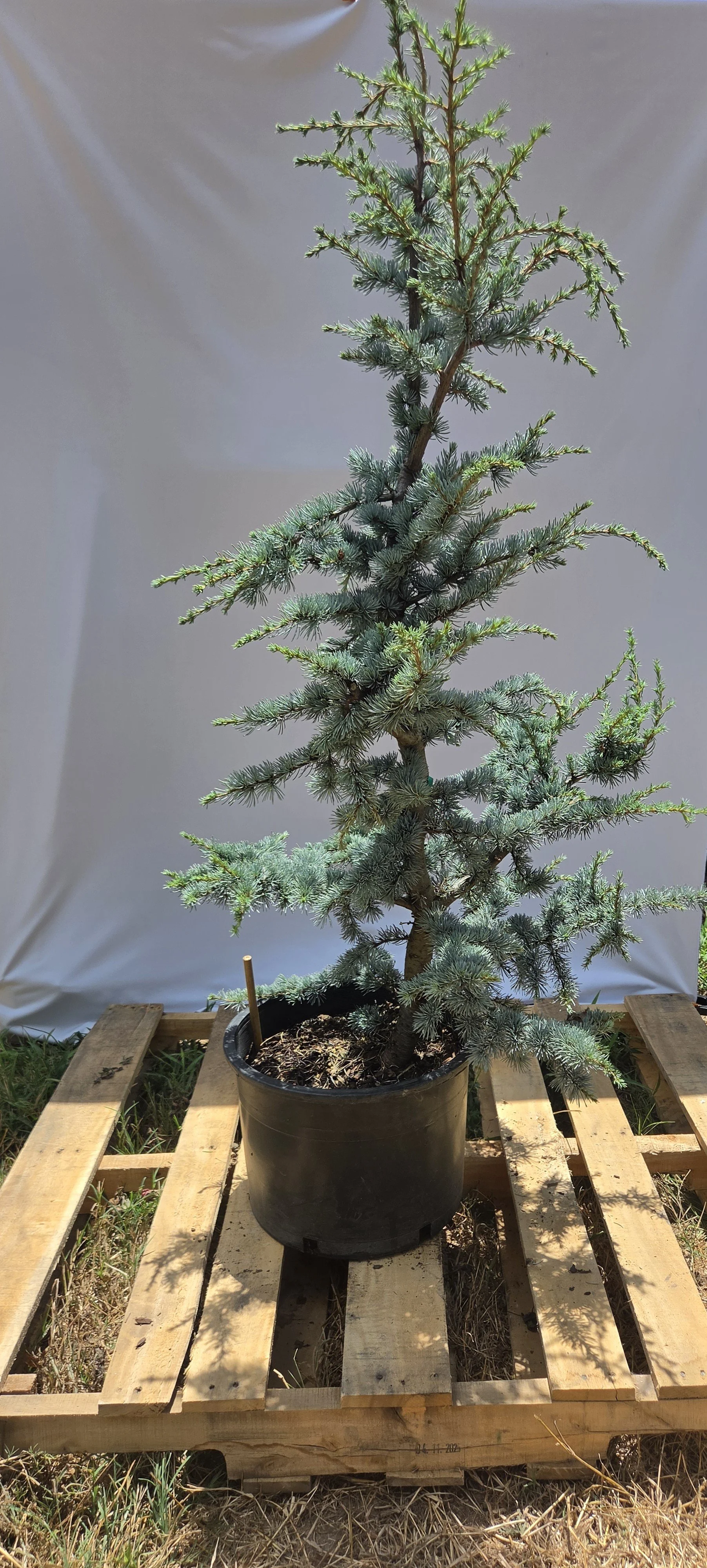 Horstmann Blue Atlas Cedar showing irregular architectural growth and blue foliage