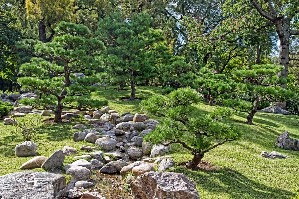 Japanese-style specimen pine trees positioned throughout a landscaped garden.