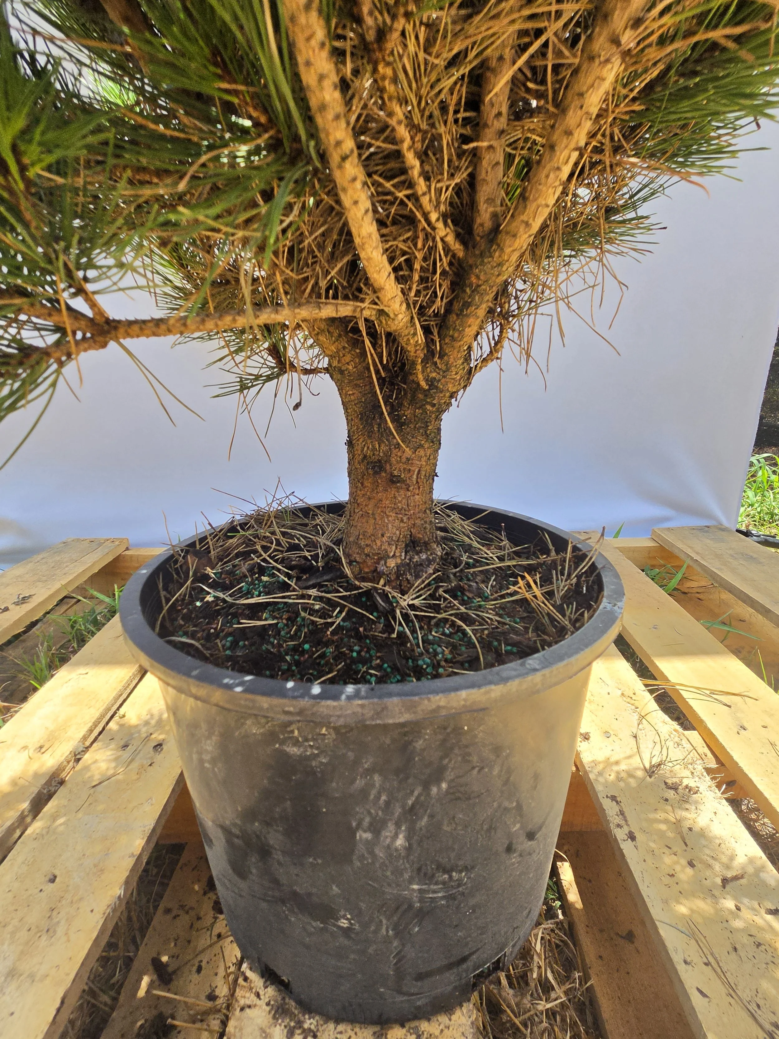 Mature trunk and branching on 3 gallon Globosa Japanese Red Pine