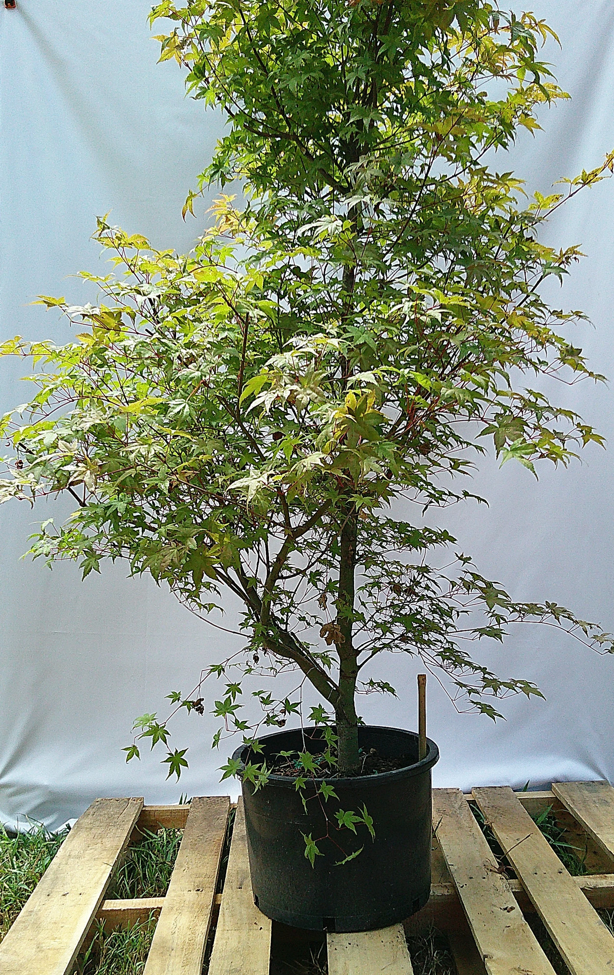 Shin-deshojo Japanese maple JM013 specimen tree with dense branching and established canopy