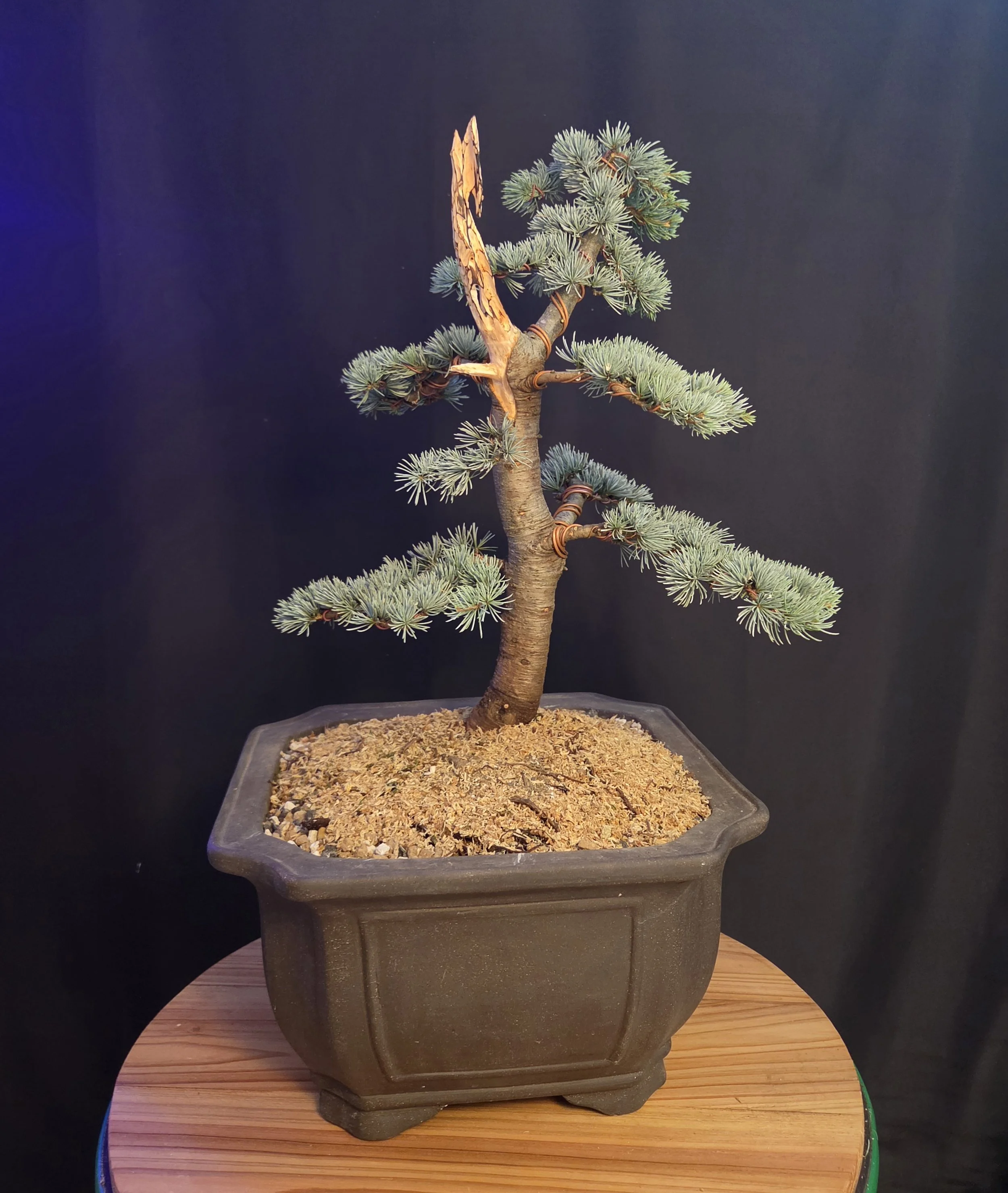 Blue Atlas Cedar Bonsai – Large Specimen with Deadwood