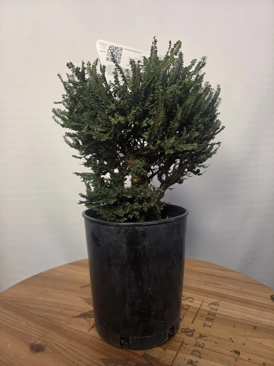 Hokkaido Chinese elm pre-bonsai with tiny green leaves and a thick branching trunk in a black nursery container.
