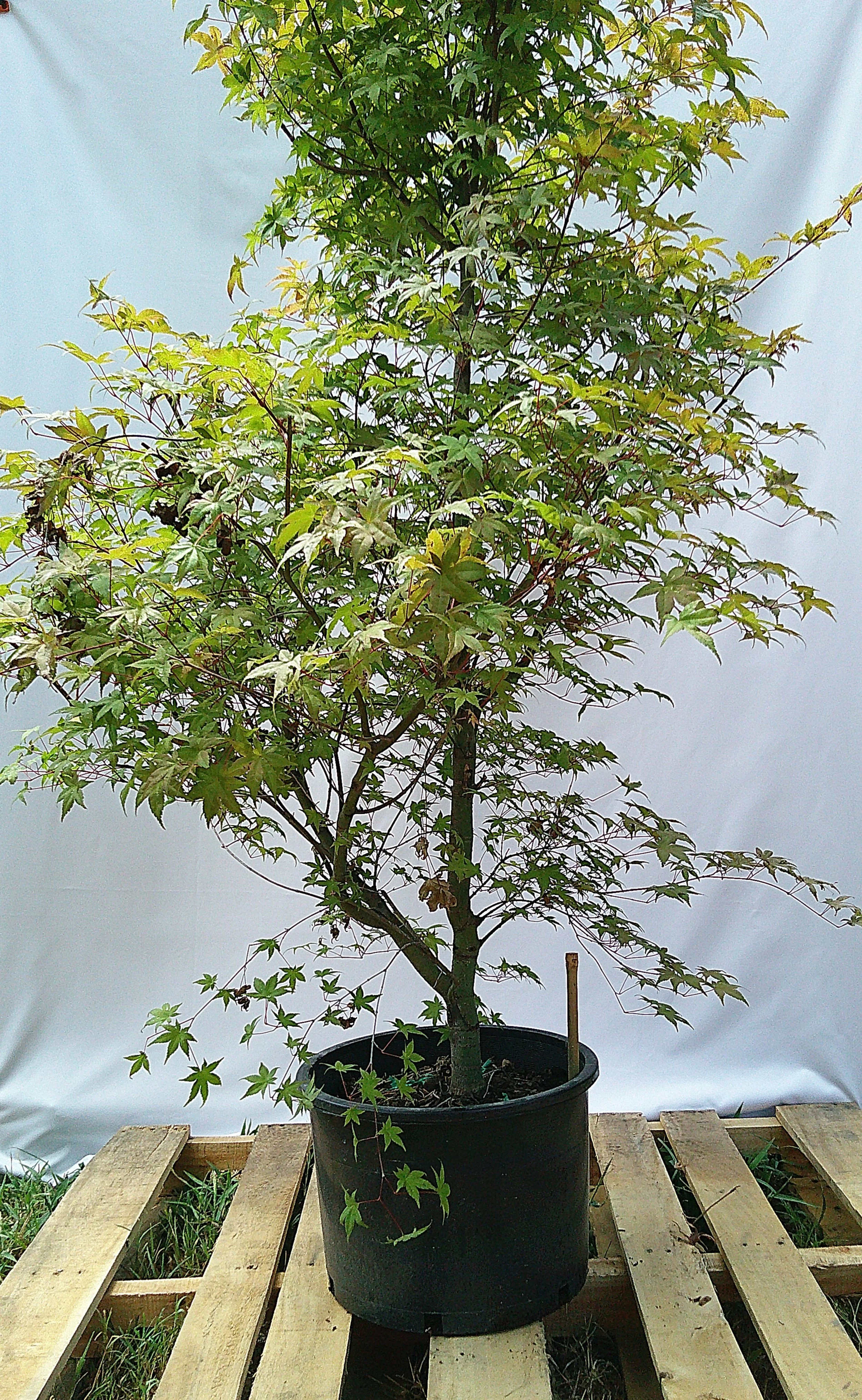 Large Shin-deshojo Japanese Maple – JM013
