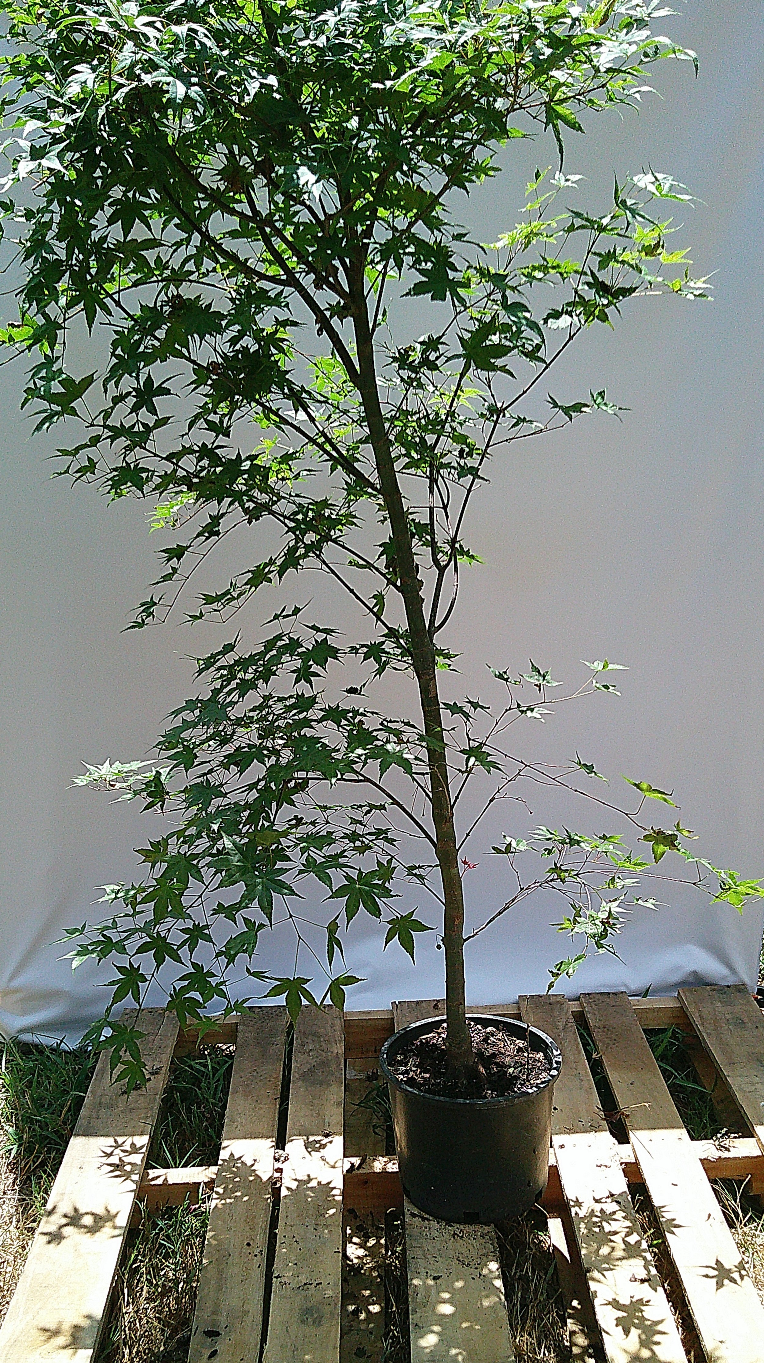 Shin Deshojo Japanese maple JM022 showing upright trunk and open branching structure