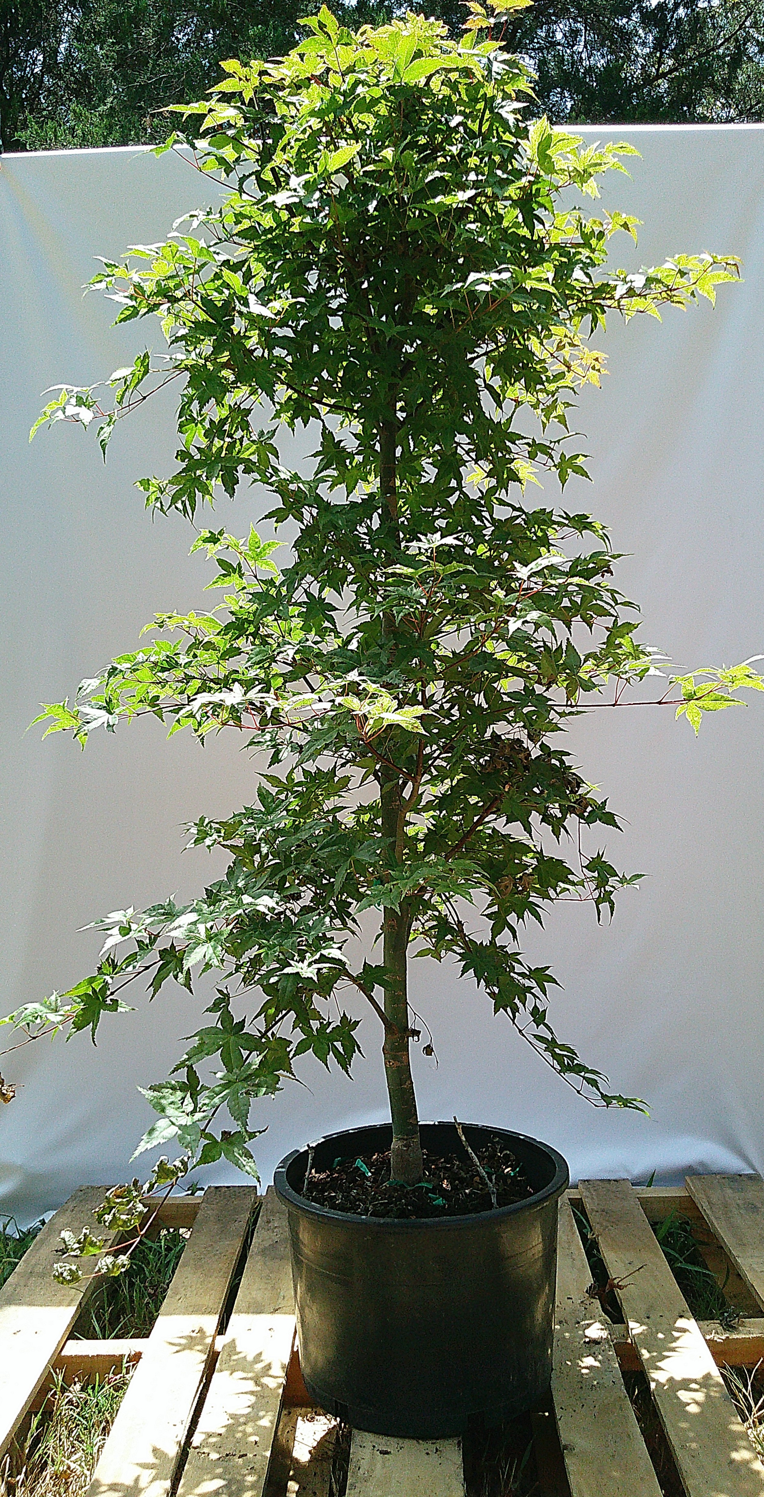 Shin Deshojo Japanese maple JM021 showing upright trunk and developed green summer canopy