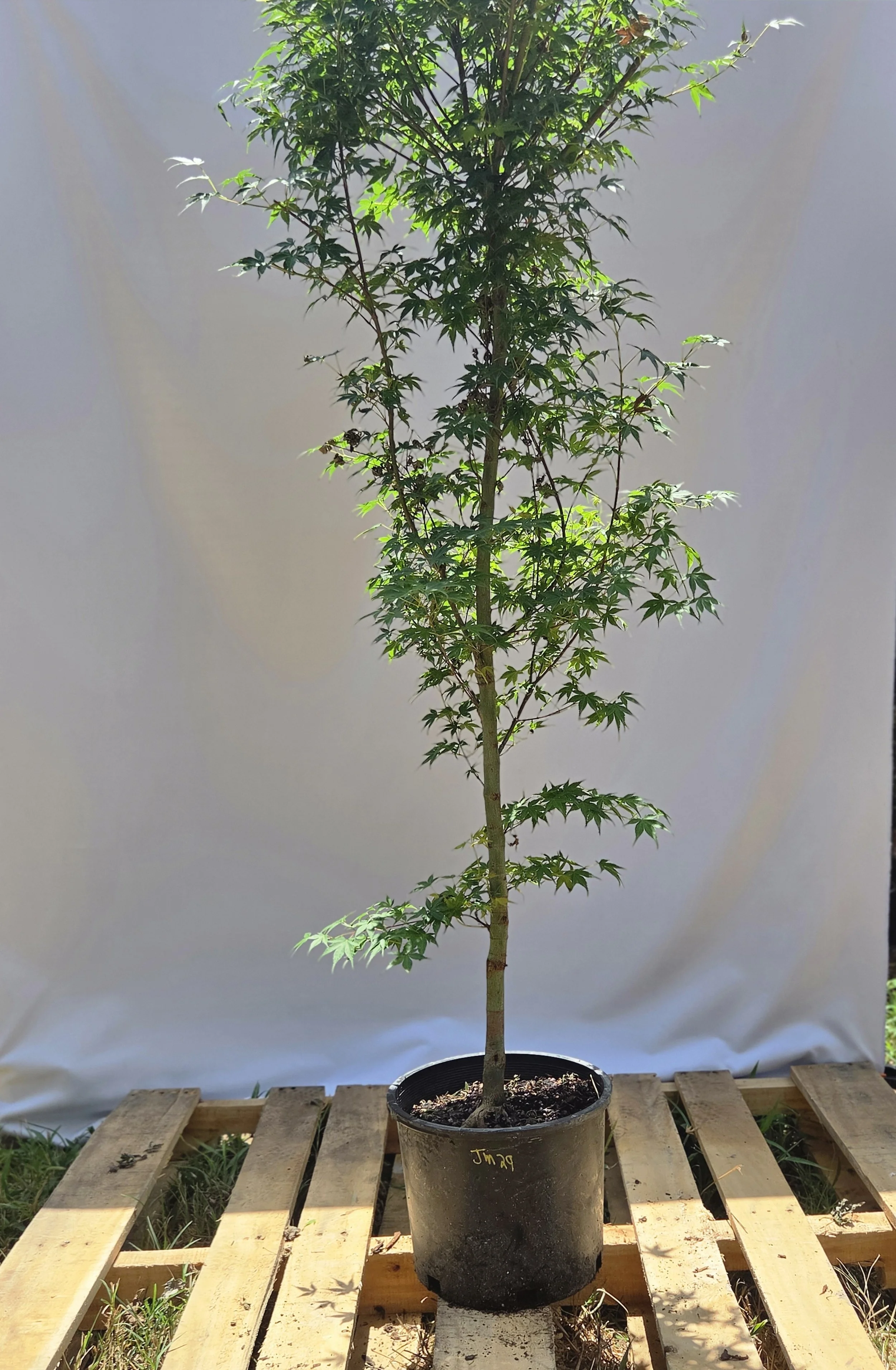 Shin Deshojo Japanese Maple – 3 Gallon | JM029