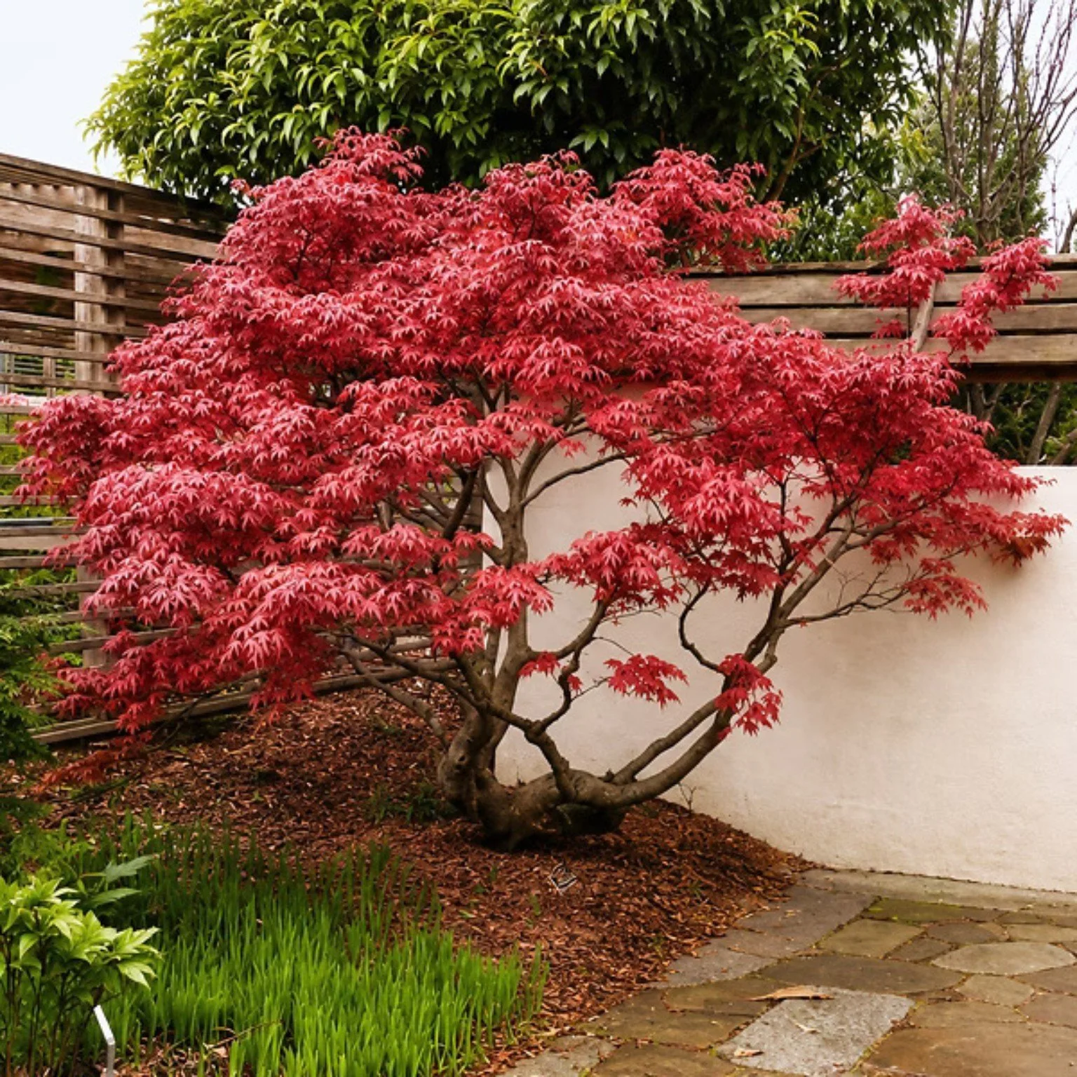 Mature Japanese maple with a broad canopy and red foliage in a landscaped garden.