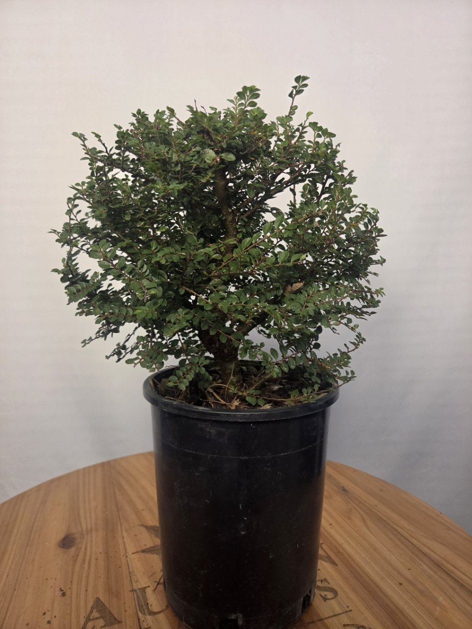 Seiju Chinese elm pre-bonsai with small green leaves and an upright trunk in a black nursery container.