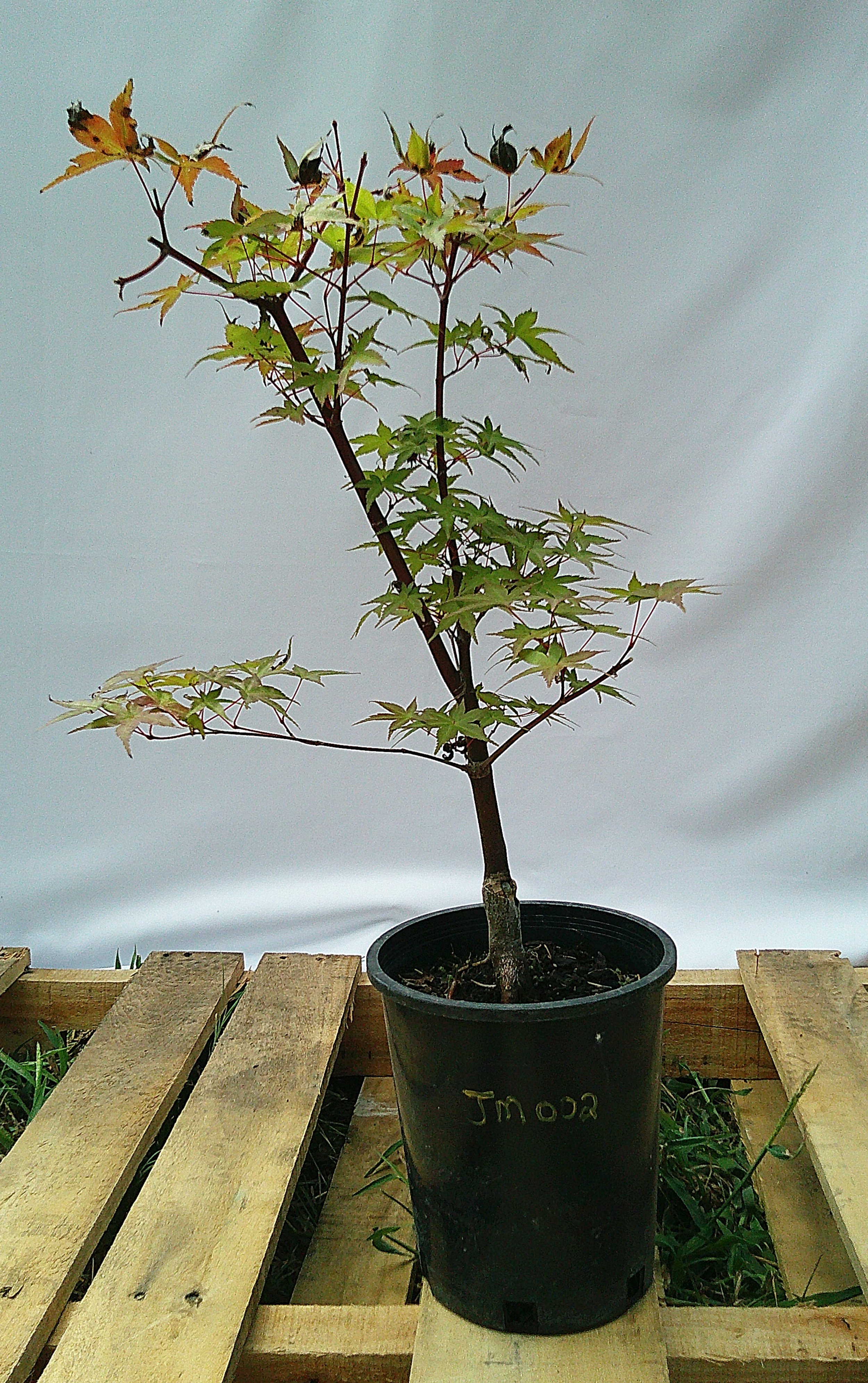 JShin-deshojo Japanese maple JM-002 in 1-gallon container available from Austin Maples & Garden Trees