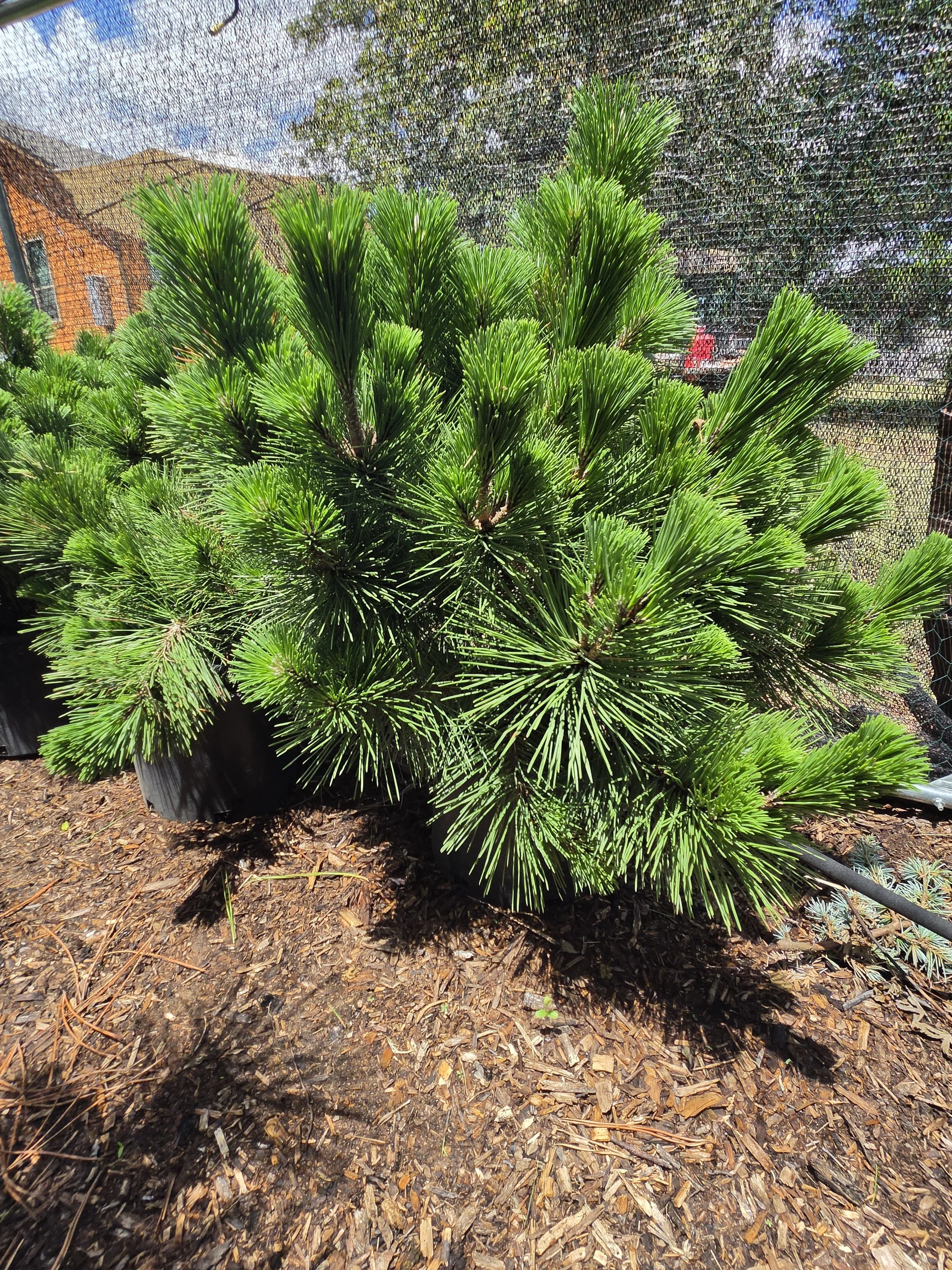 Thunderhead Japanese Black Pine 3 gallon specimen for sale in Austin Texas