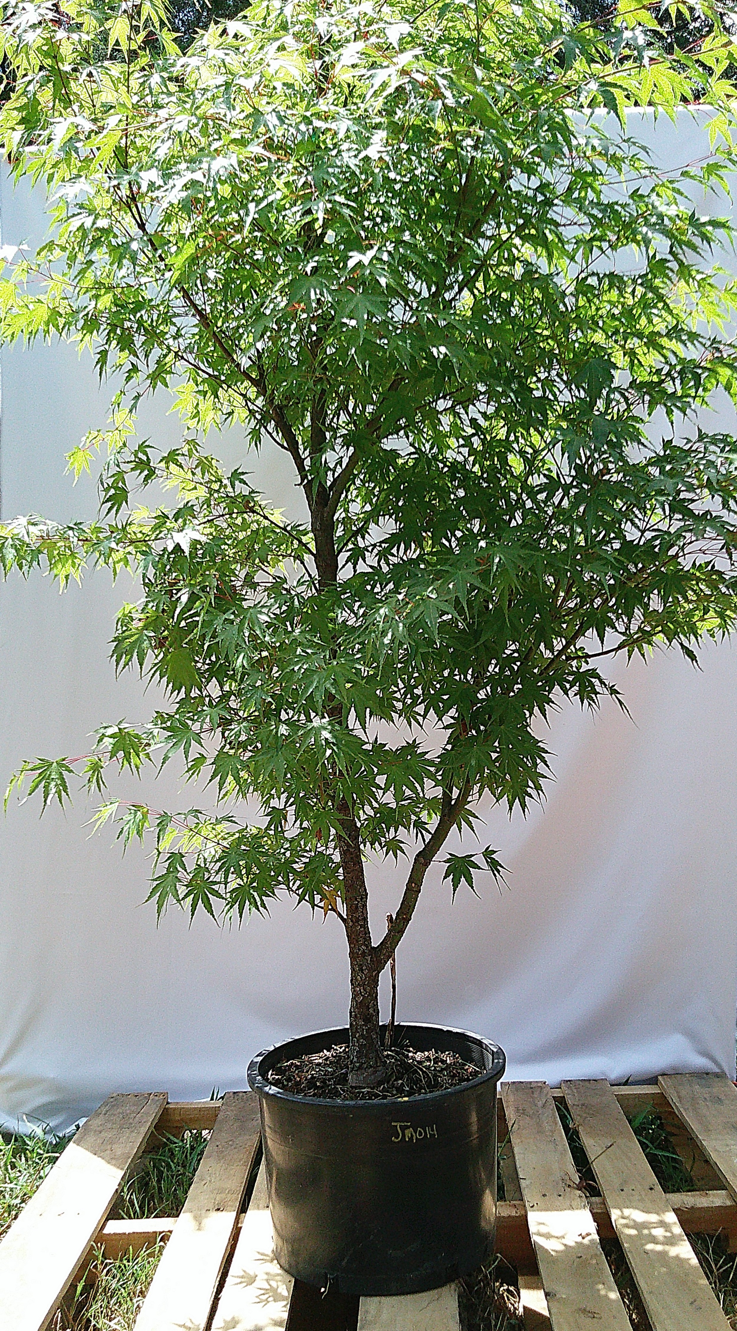 Large Arakawa Rough Bark Japanese Maple – JM014