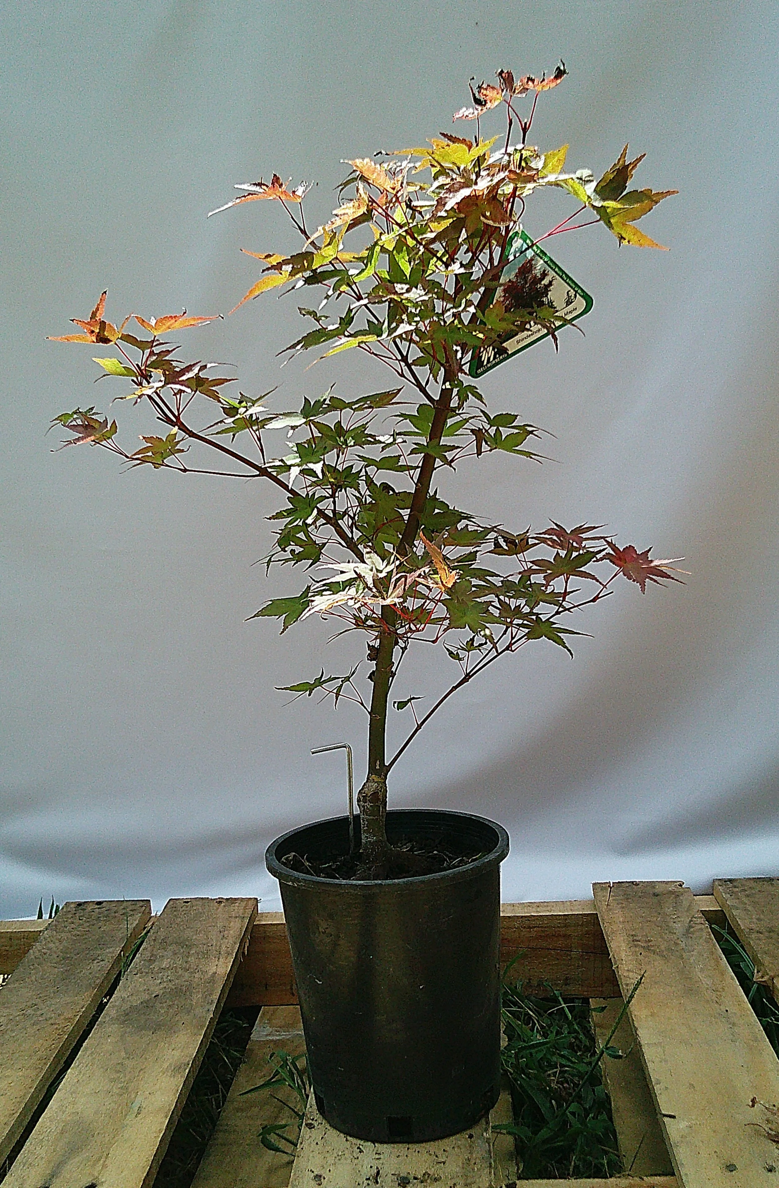 Shin-deshojo Japanese maple JM010 1 gallon actual tree for sale in Austin Texas