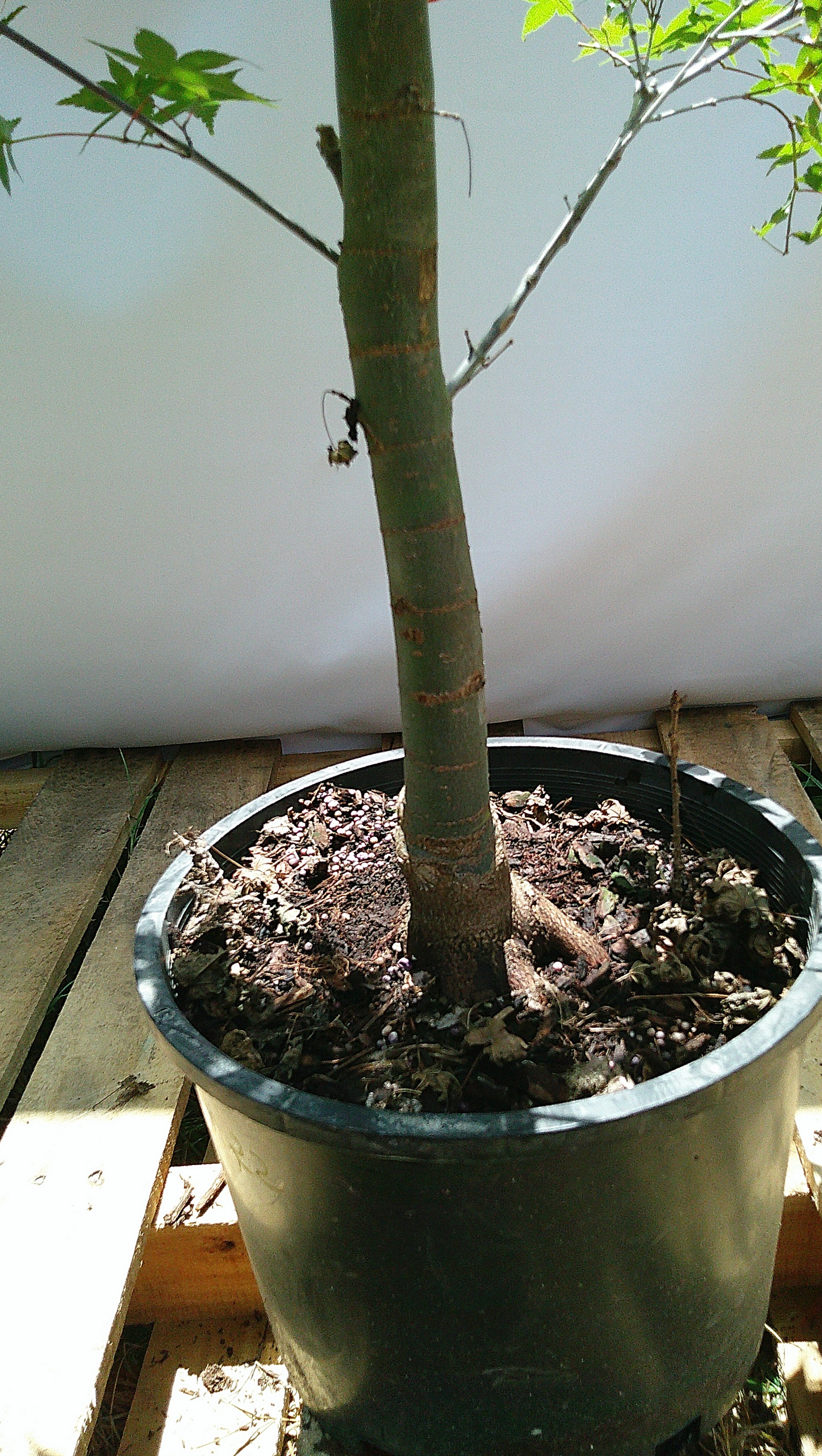 Trunk and base detail of 3 gallon Shin Deshojo Japanese maple JM021