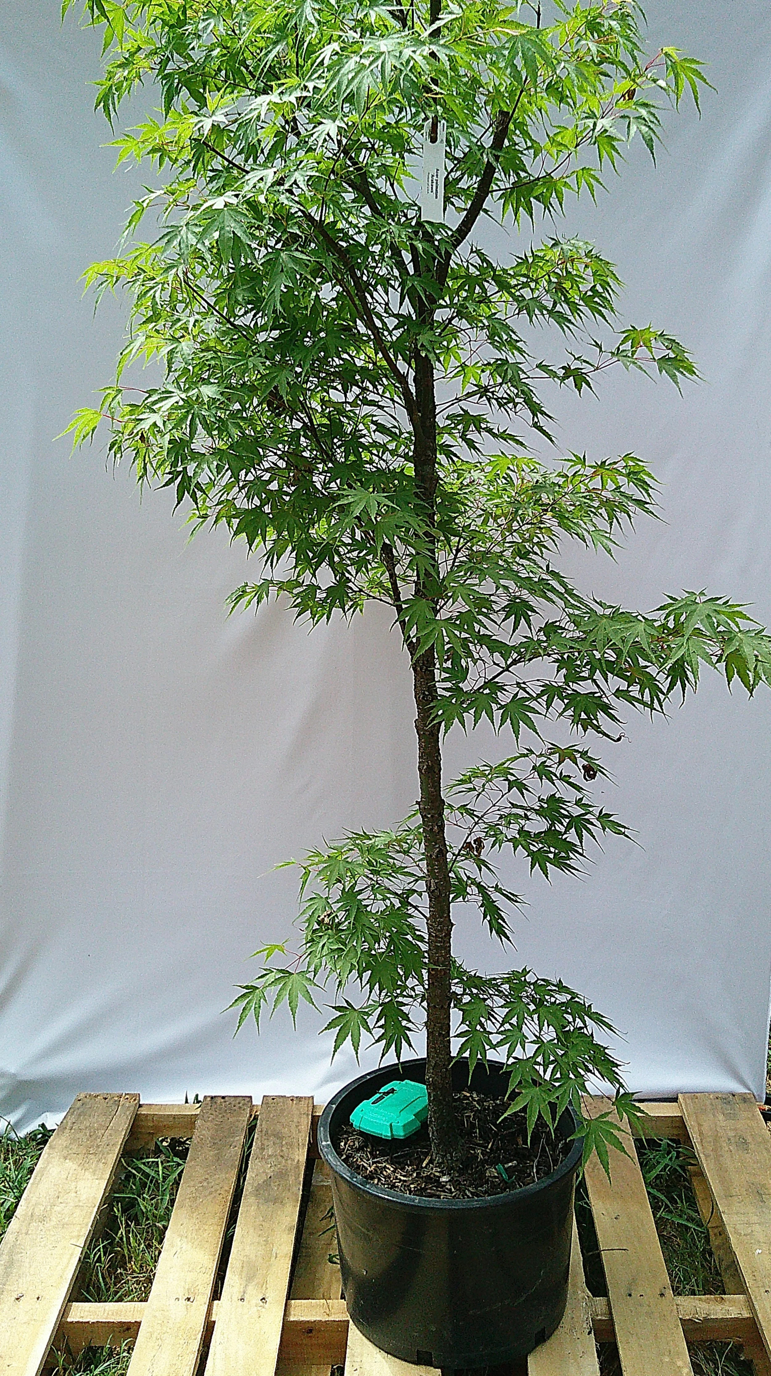 Arakawa rough bark Japanese maple JM005 in 6-gallon container for sale in Austin Texas