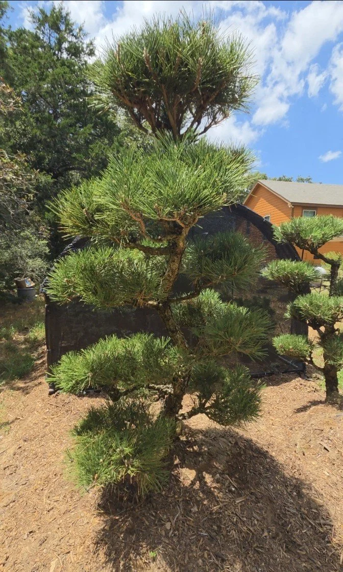 Hakuho Japanese Black Pine 5-6 ft specimen tree with mature trunk and Japanese garden styling