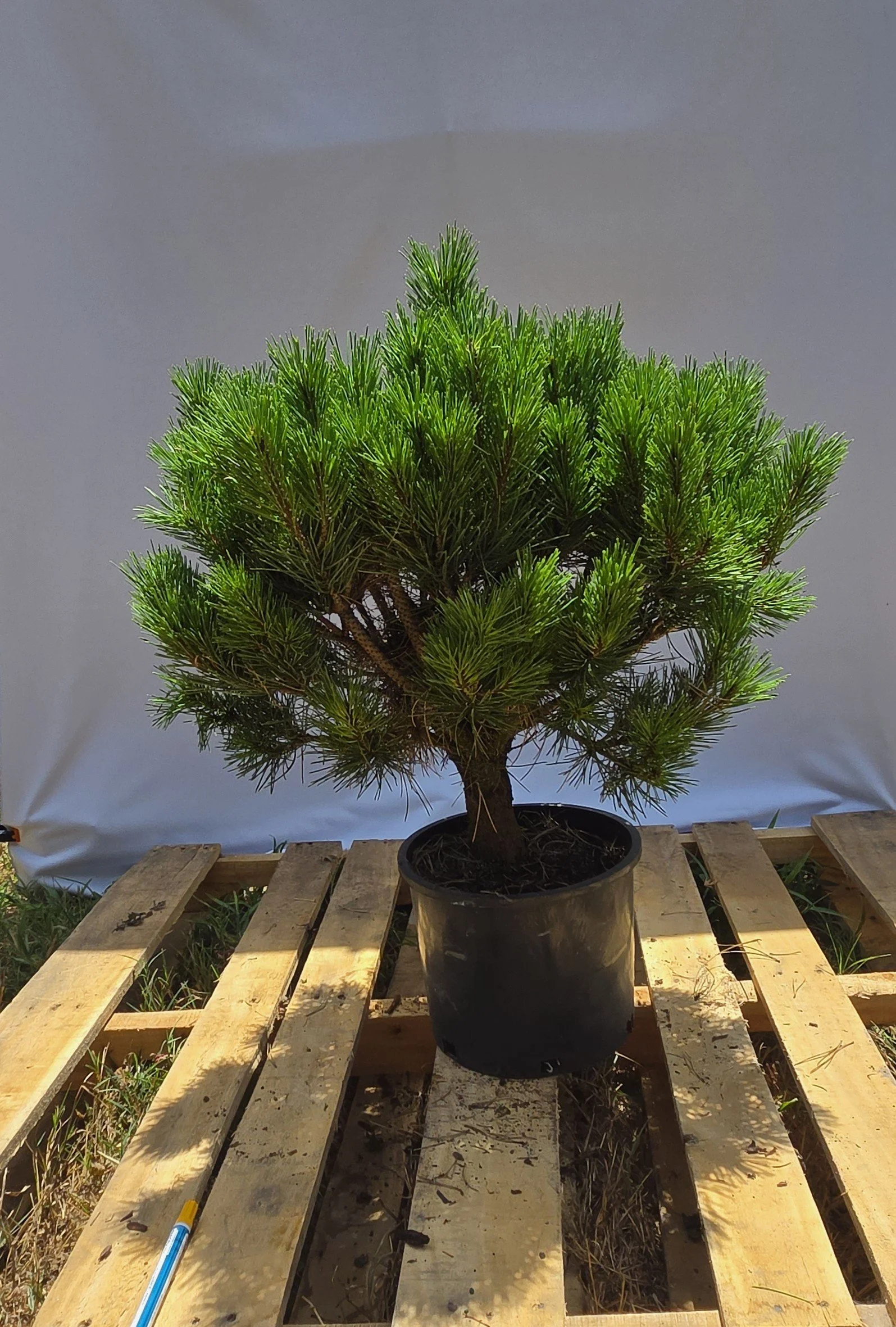 3 gallon Globosa dwarf Japanese Red Pine for sale at Austin Maples & Garden Trees