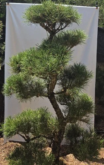 Pinus thunbergii Hakuho 5-6 ft specimen Japanese Black Pine with established niwaki form